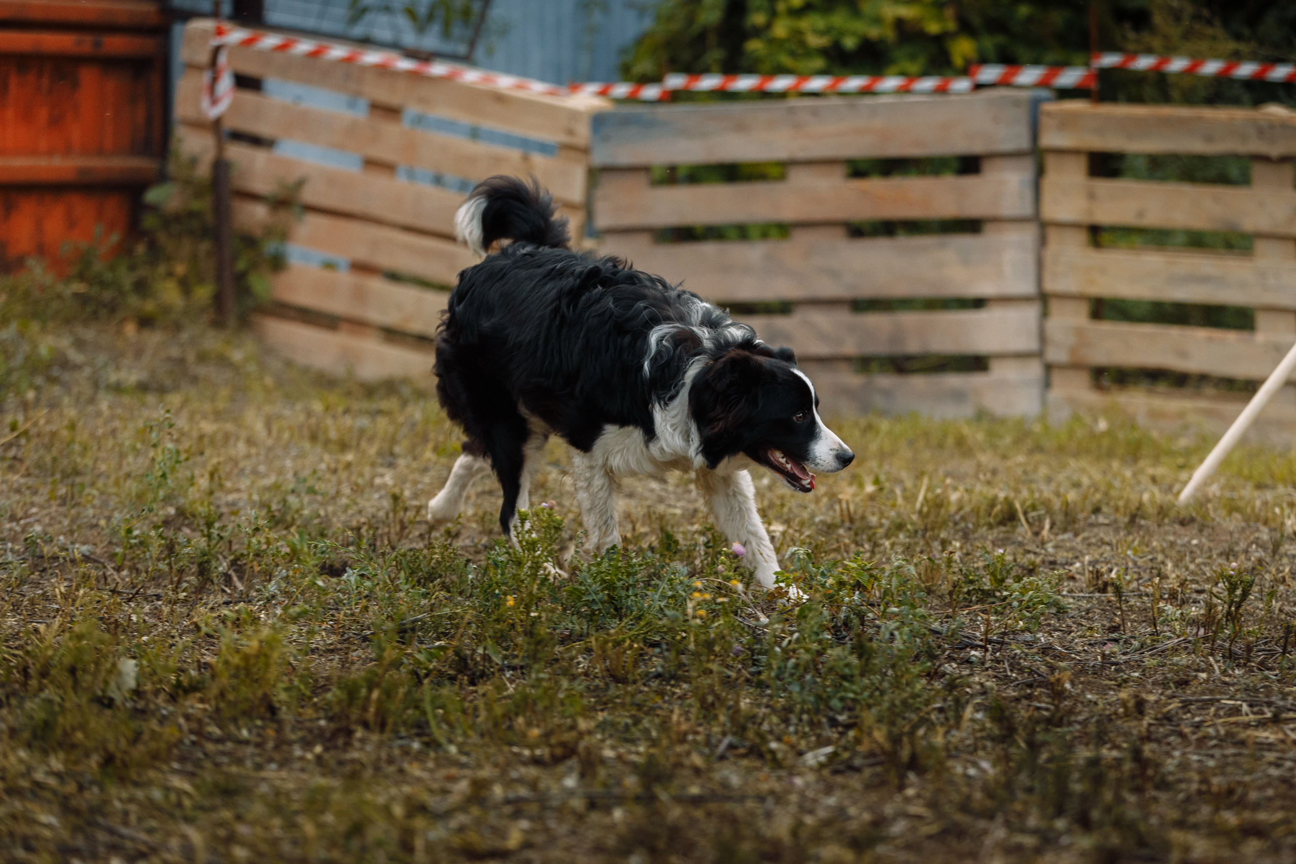 Овечий день. О нас