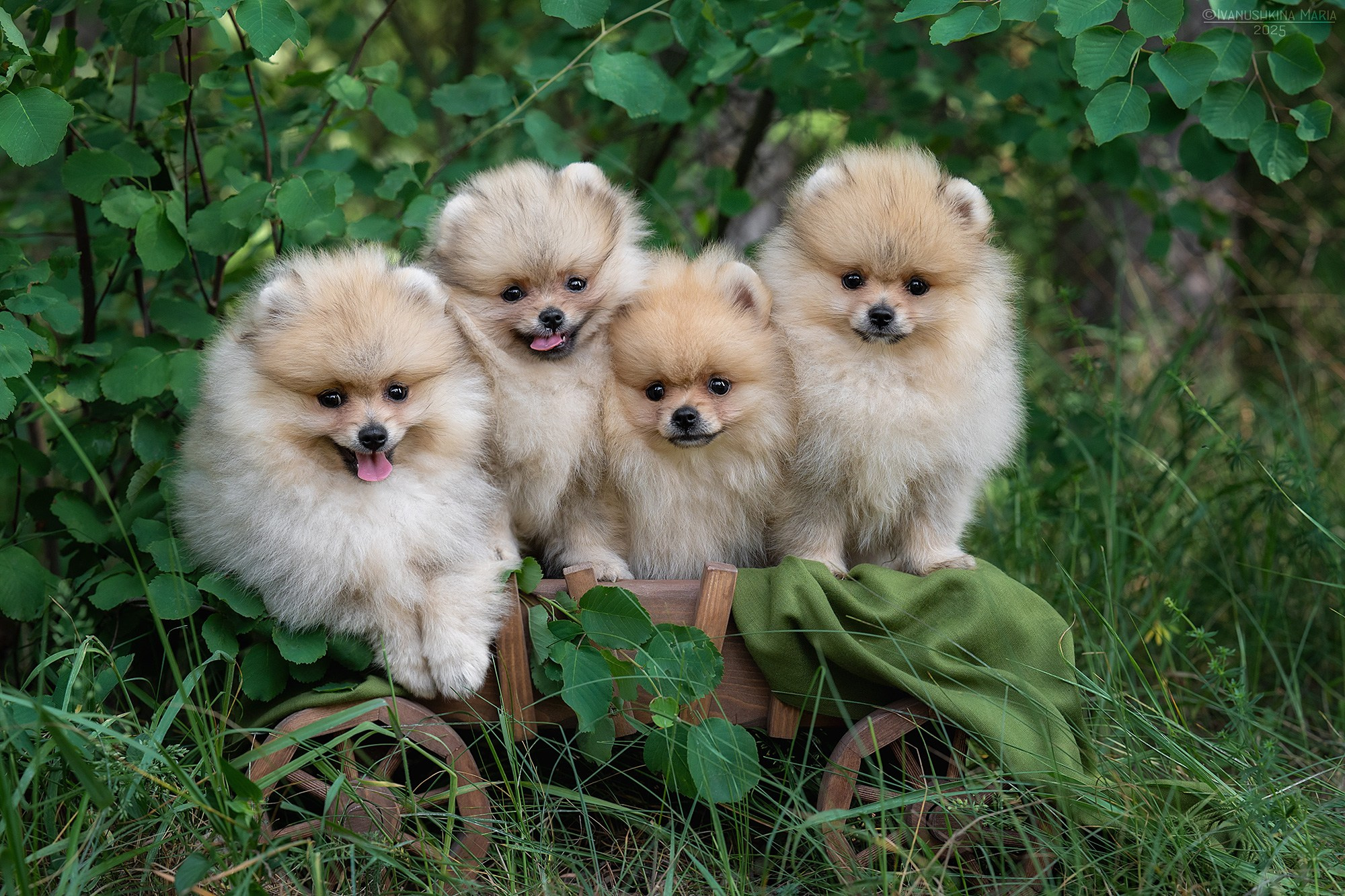 Фотосессия щенков на продажу. Фотограф собак в Москве и Московской области Иванушкина Мария