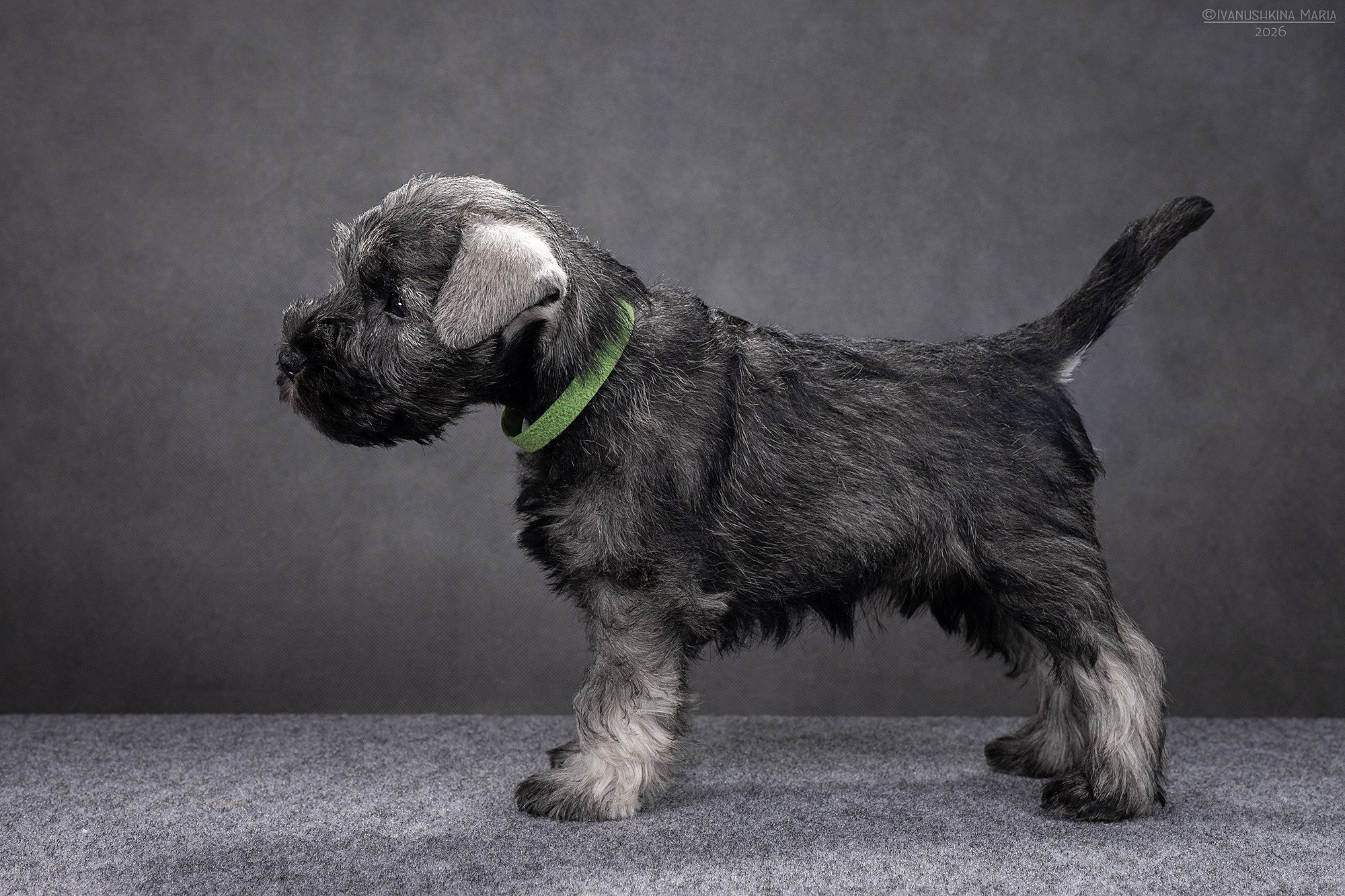 Экстерьерная фотосессия собаки. Фотограф собак в Москве и Московской области Иванушкина Мария