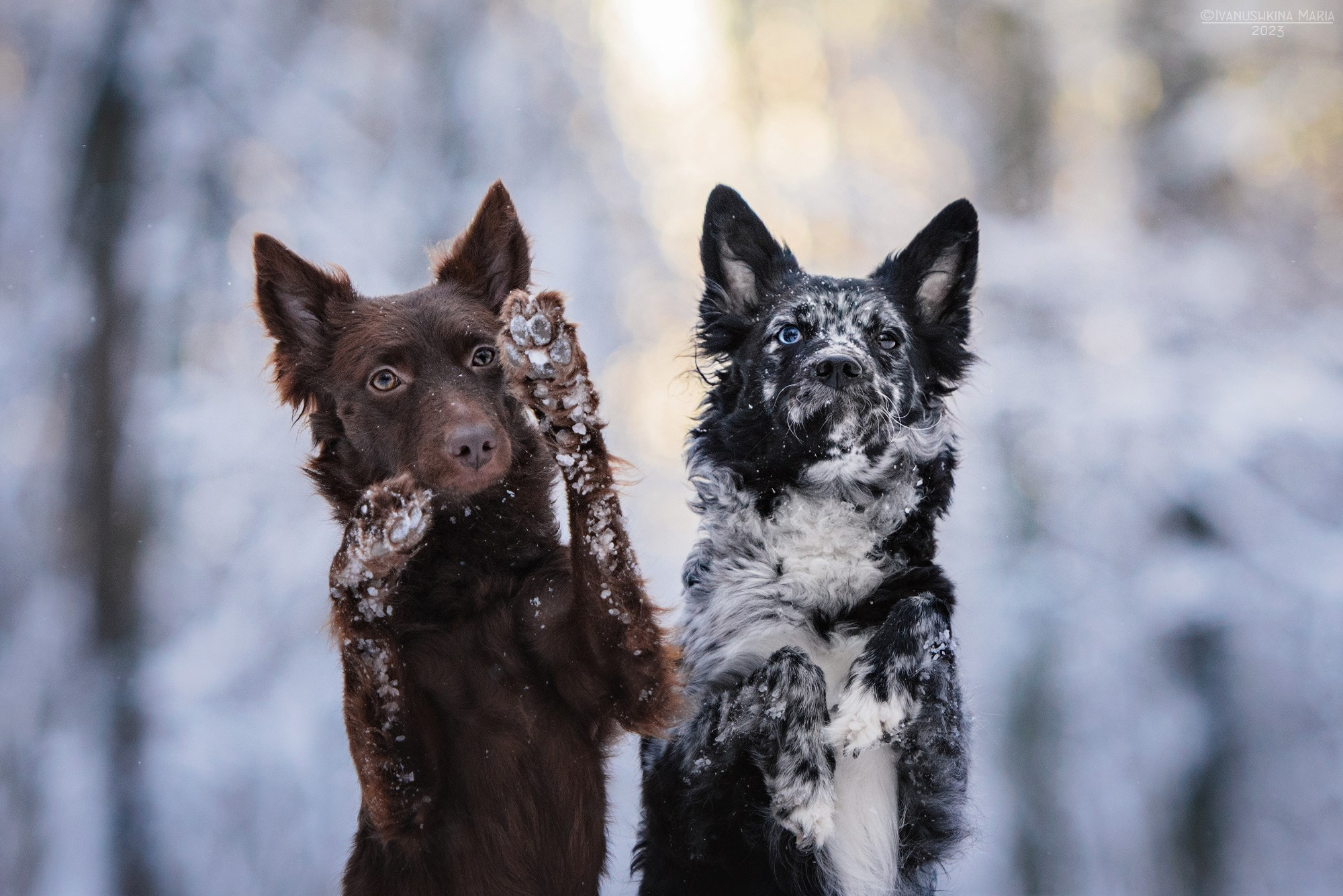 Фотограф-анималист. Фотограф собак в Москве и Московской области Иванушкина Мария