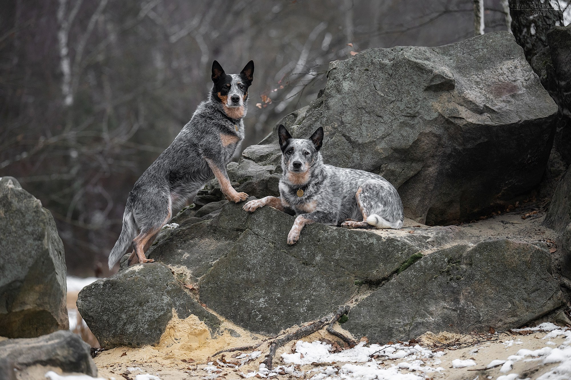 Фотограф-анималист. Фотограф собак в Москве и Московской области Иванушкина Мария