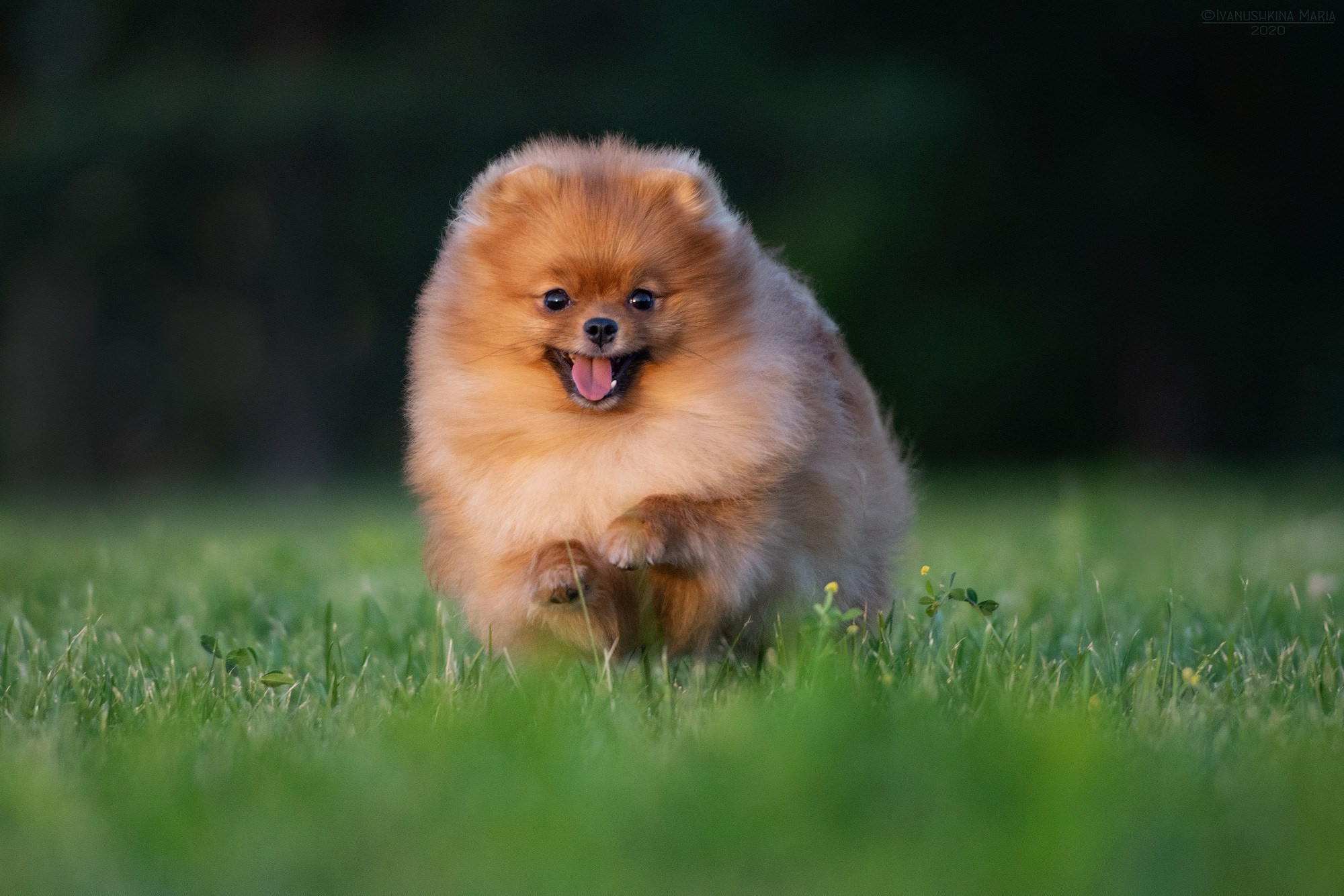 Фотограф-анималист. Фотограф собак в Москве и Московской области Иванушкина Мария
