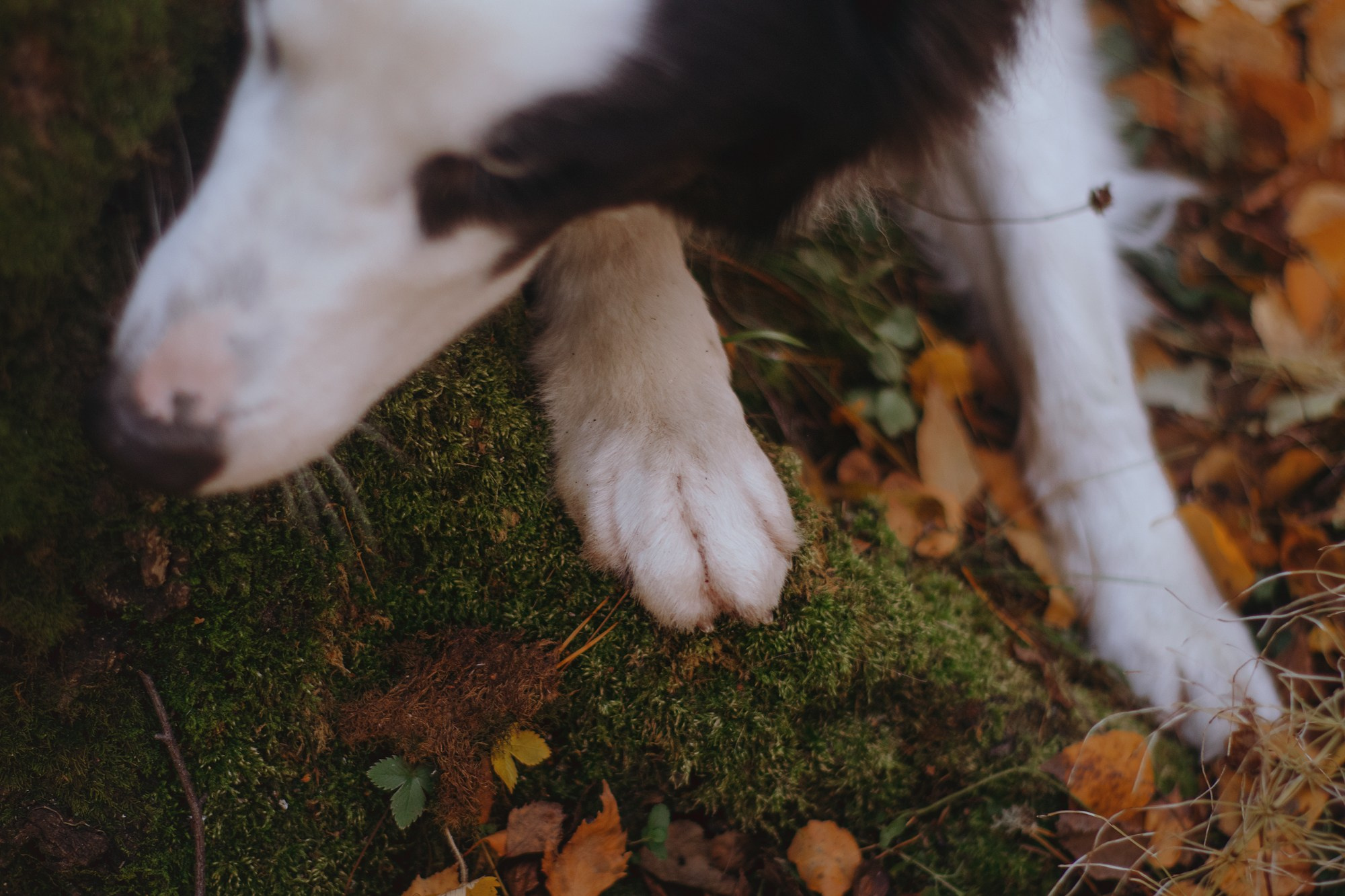 Ликёр. Фотограф в Тюмени Лизавета Сапицкая