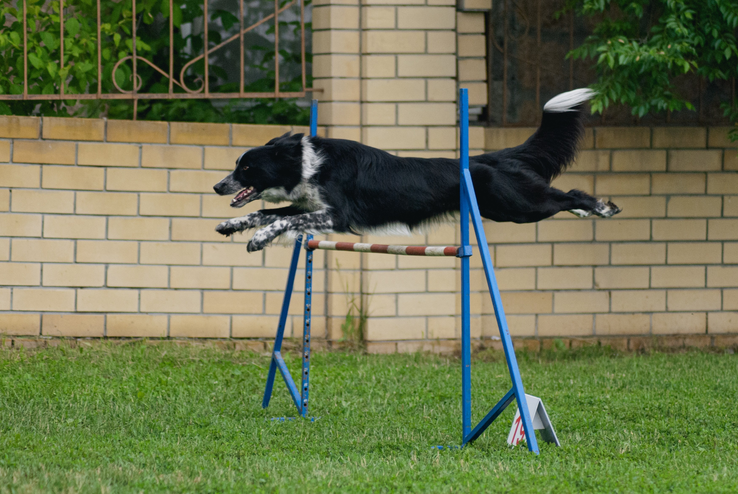 Аджилити. Фотограф в Тюмени Лизавета Сапицкая