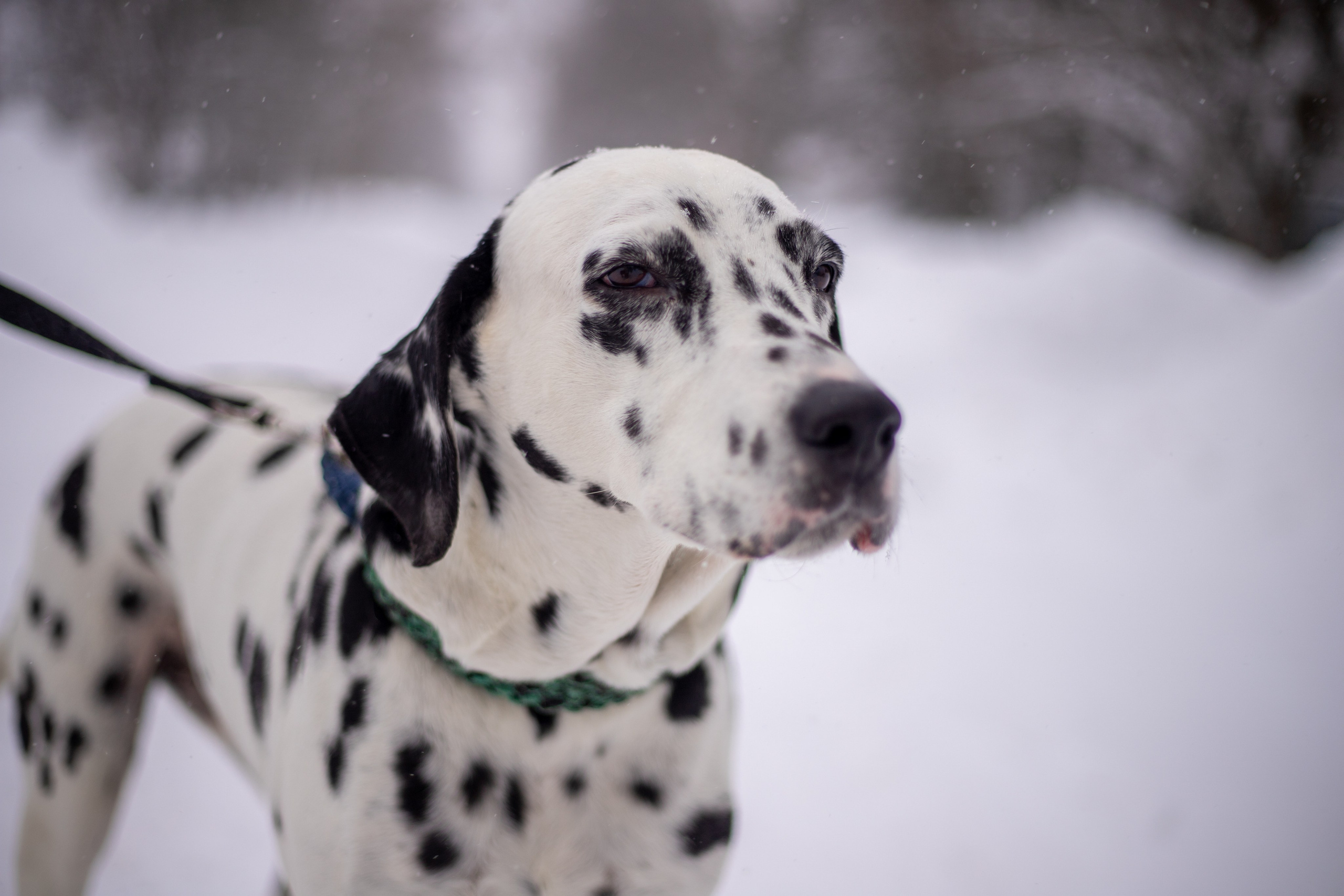 Домашние питомцы. Фотосессии с лошадьми в Москве и МО