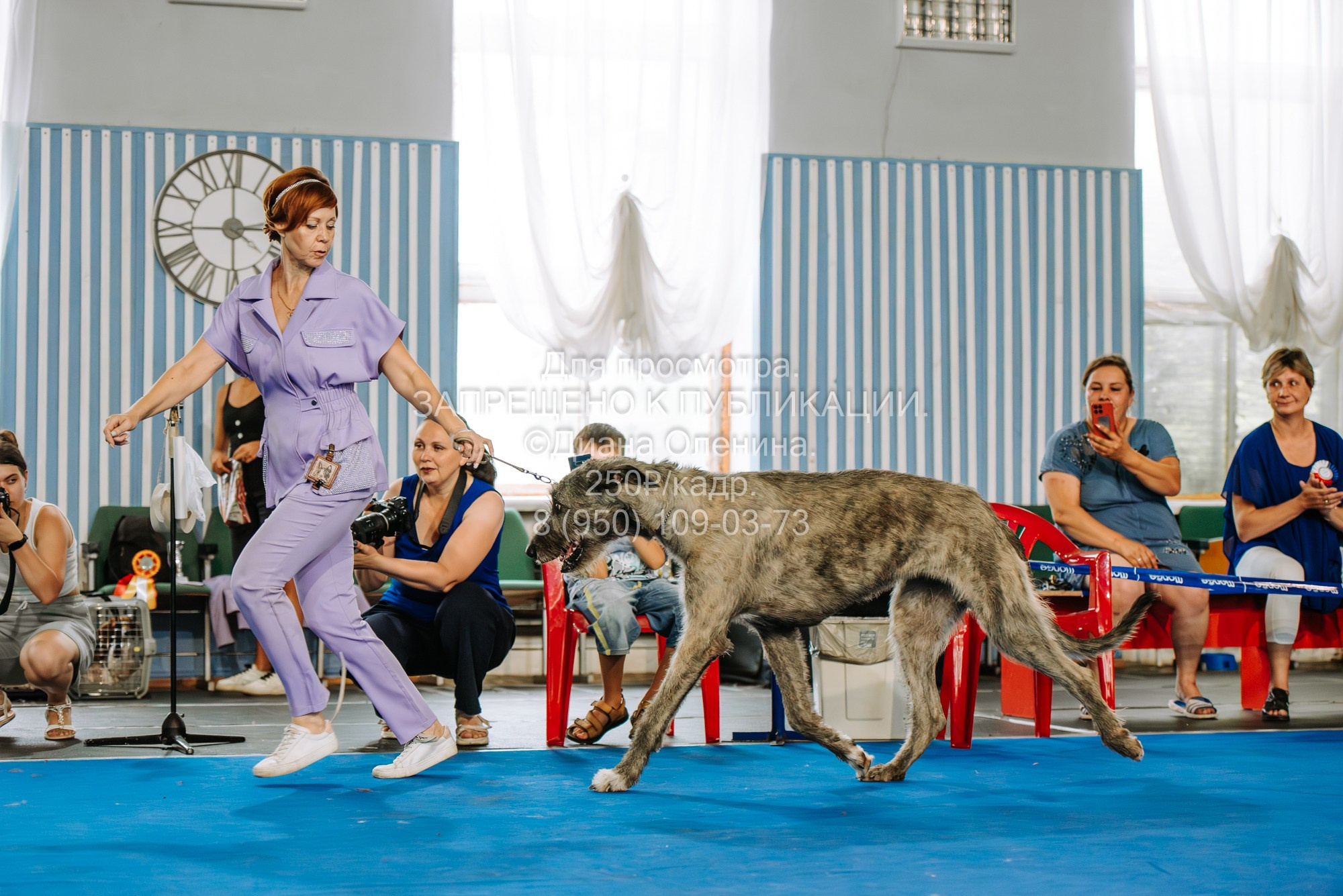 Национальная выставка собак всех пород ранга САС-IKU «Кубок Красноярск. Фотограф Диана Оленина Красноярск / Братск