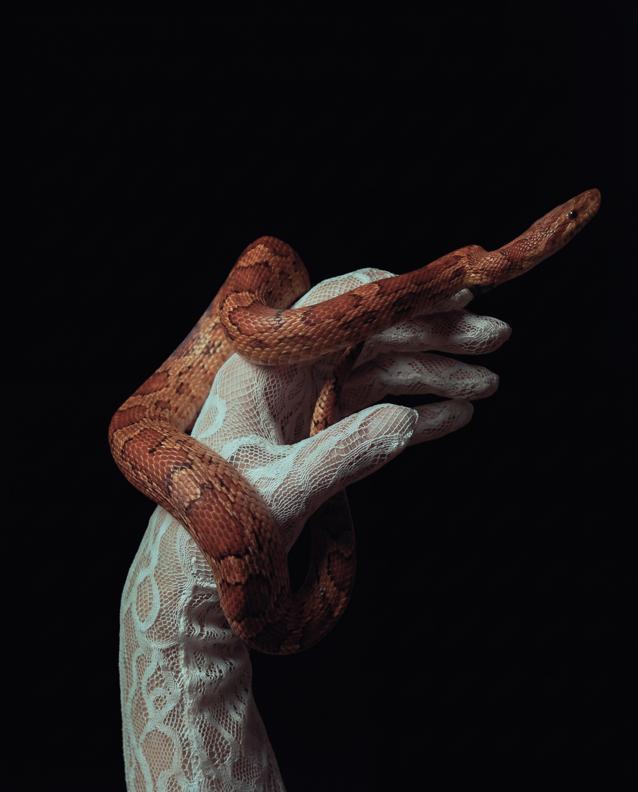 Forbidden. Xstazia — музыкальные обложки, арт-дирекшн, режиссура и креативное продюссирование