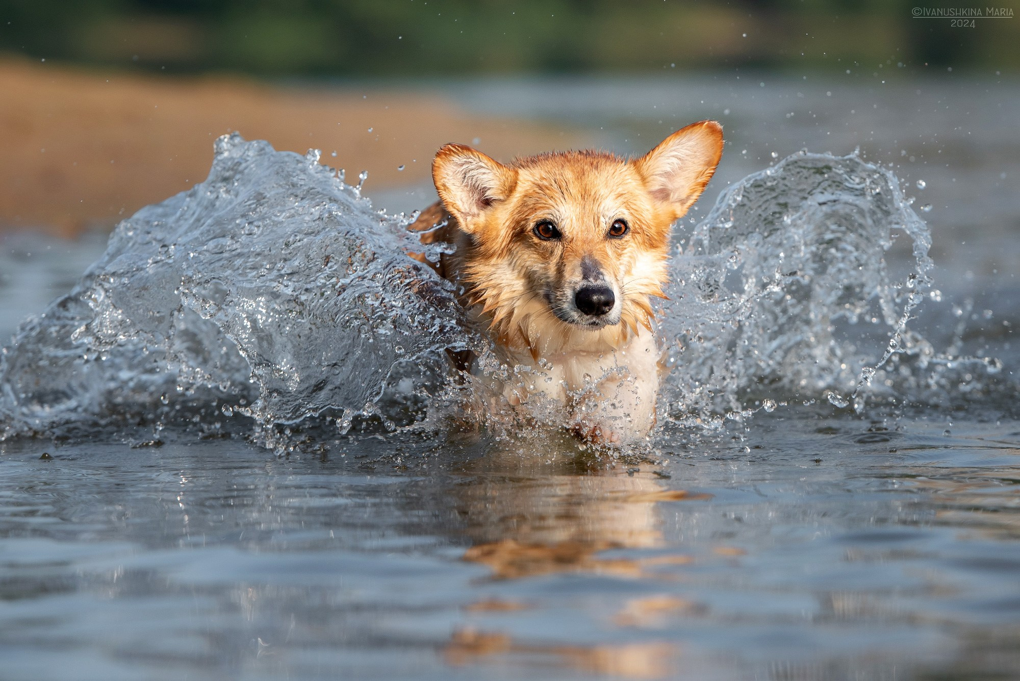 Фотограф-анималист. Фотограф собак в Москве и Московской области Иванушкина Мария