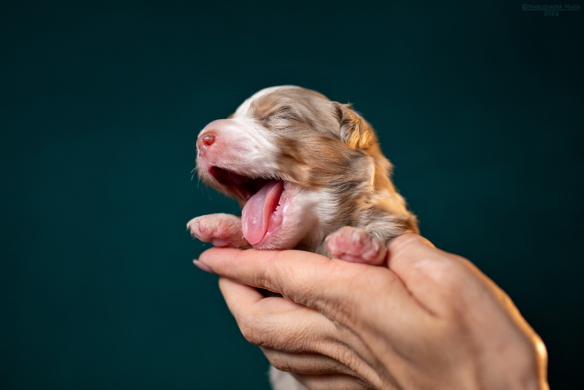 Ньюборн фотосессия щенков. Фотограф собак в Москве и Московской области Иванушкина Мария