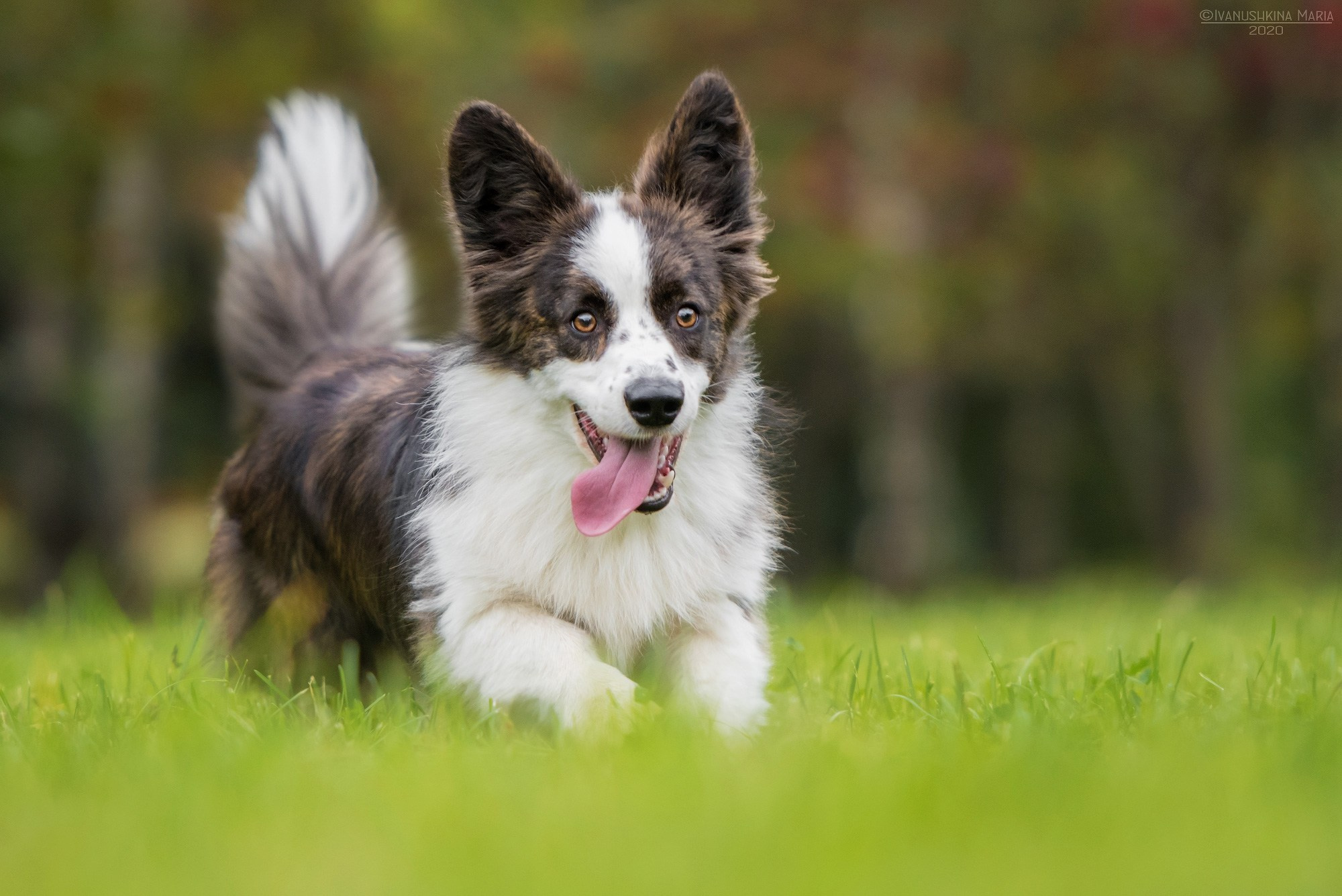 Фотограф-анималист. Фотограф собак в Москве и Московской области Иванушкина Мария