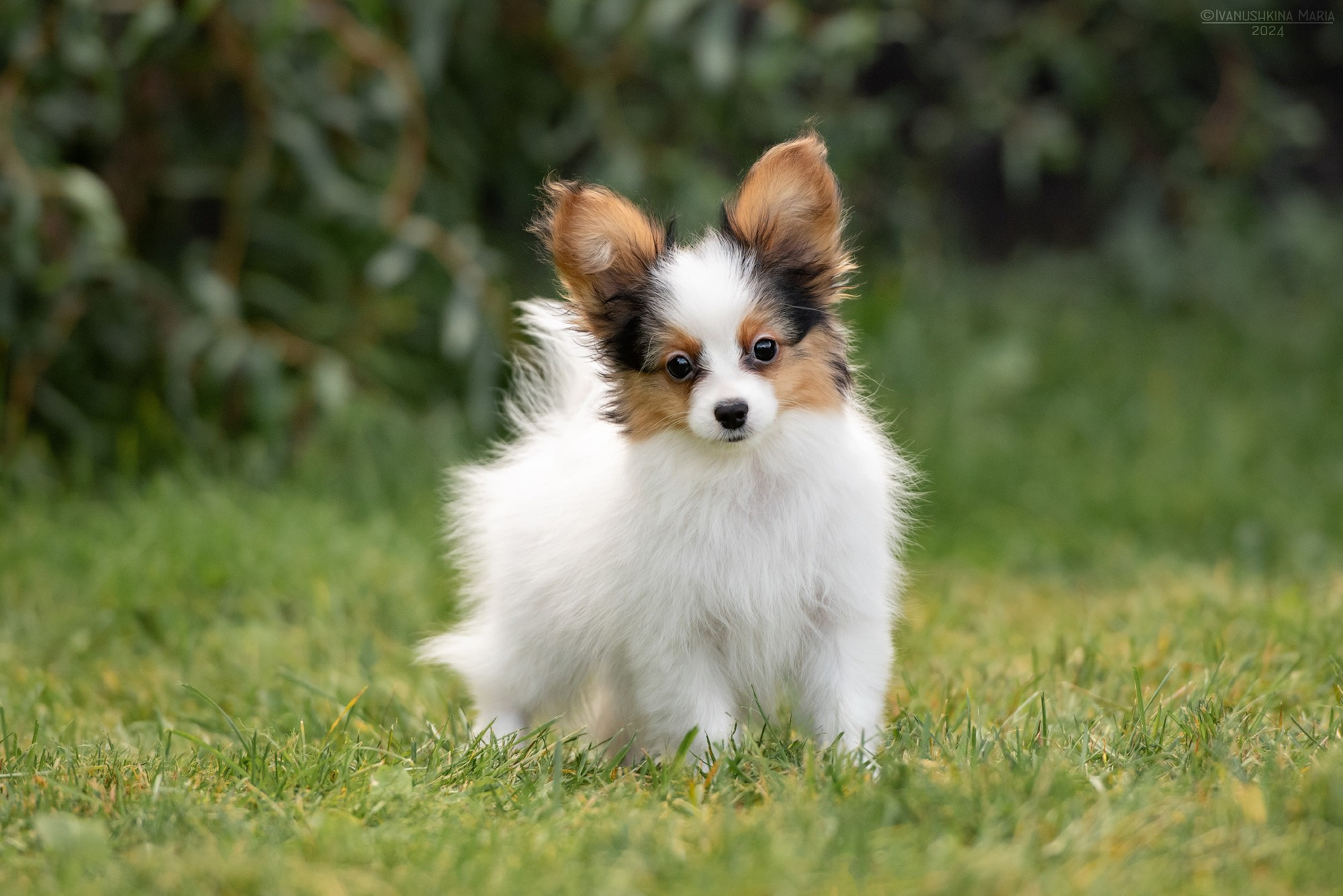 Фотосессия щенков на продажу. Фотограф собак в Москве и Московской области Иванушкина Мария