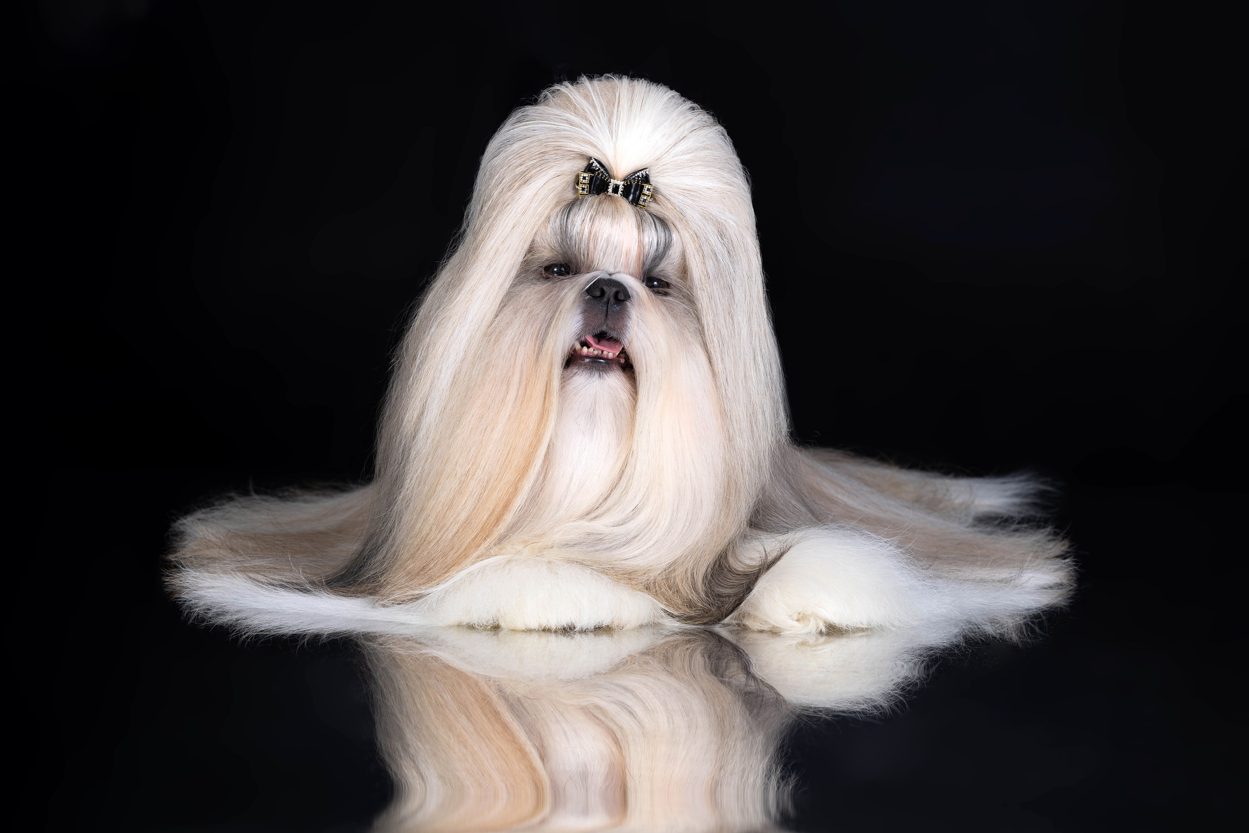 Фоны чёрный, белый, серый. Фотограф-анималист в Омске Екатерина Маричева