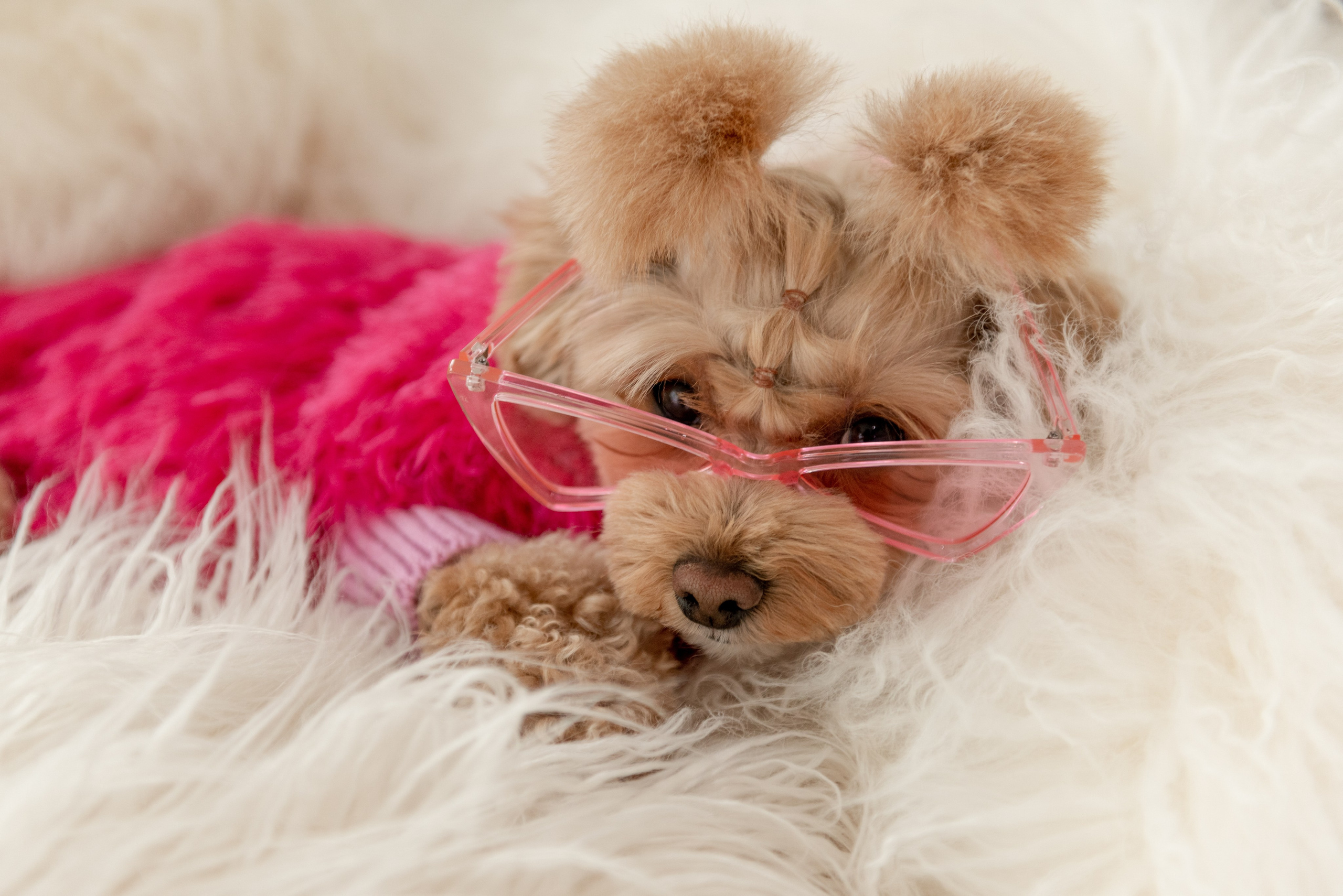 Pets. Фотограф в Москве Daria Lens