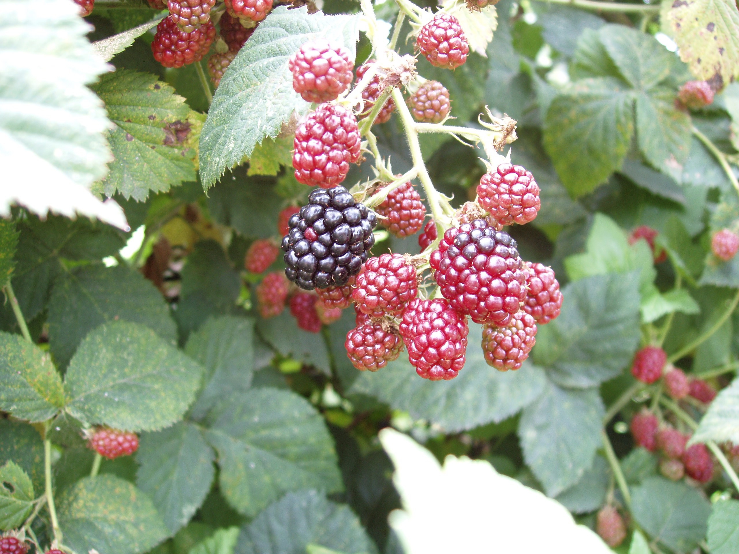 Отпуск 20.07-17.08. Семейный, Свадебный фотограф СПБ Питер— Романова Екатерина