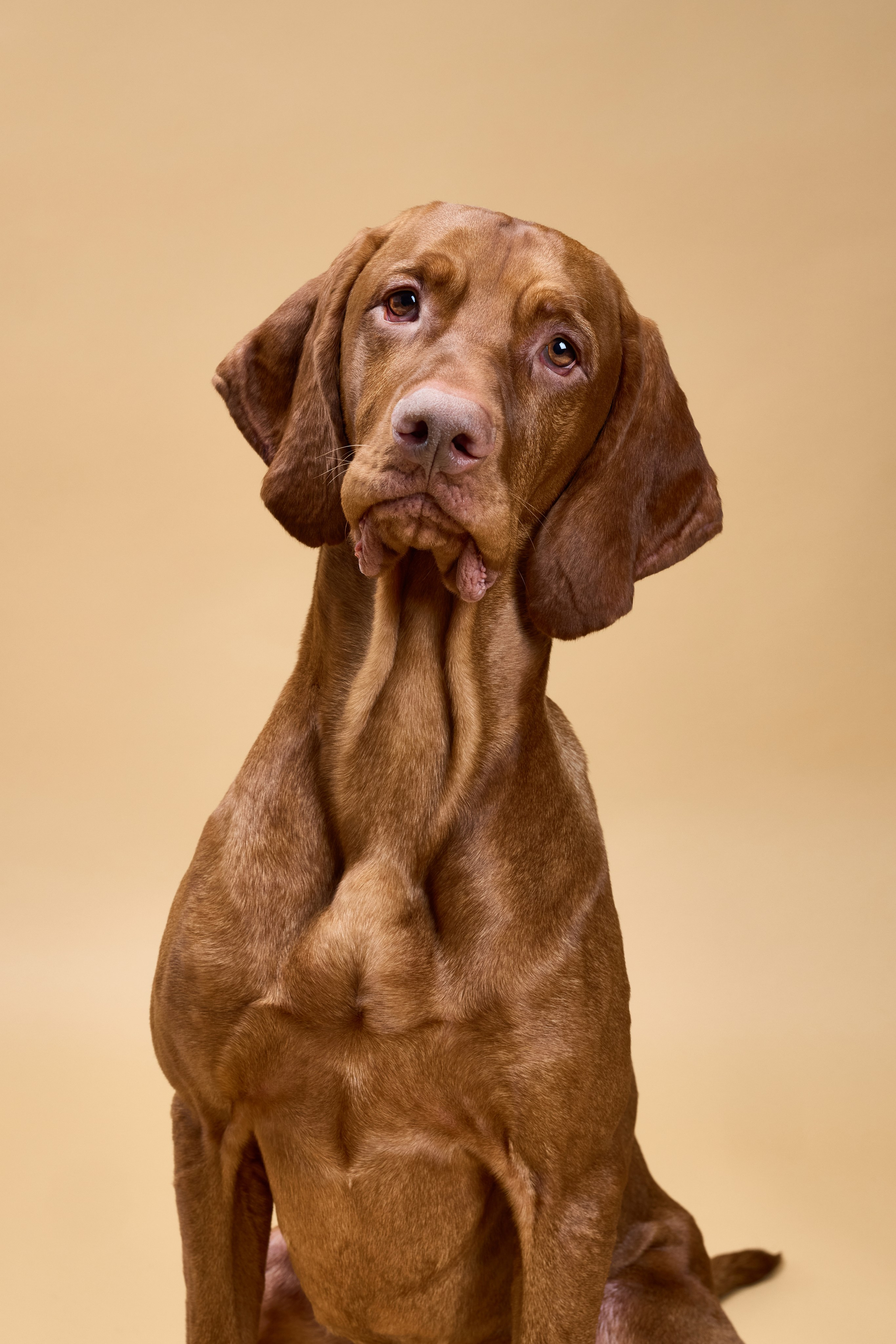 Pet photography. Фотограф Макс Давыдов