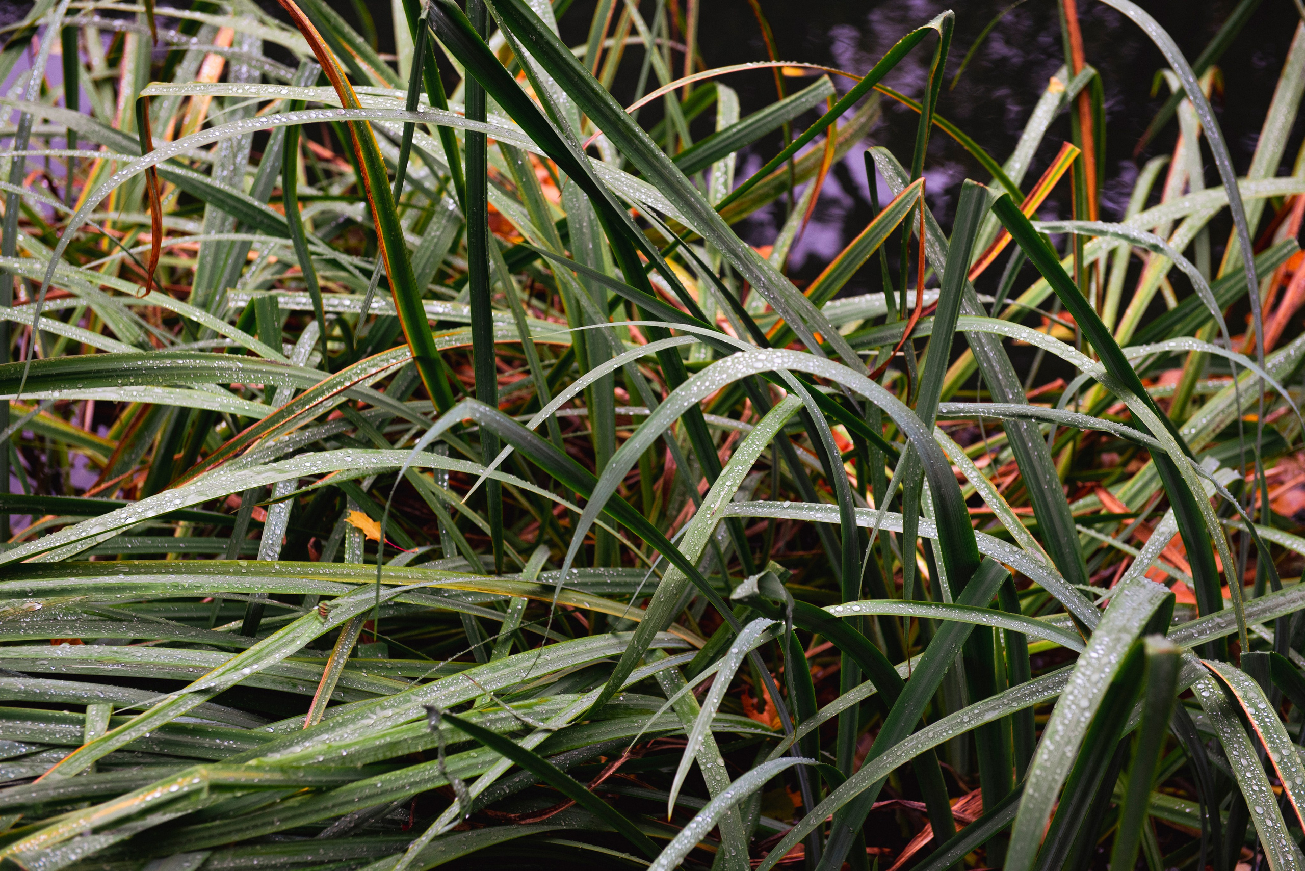 Осень. Портретный и архитектурный фотограф в Москве и Санкт-Петербурге