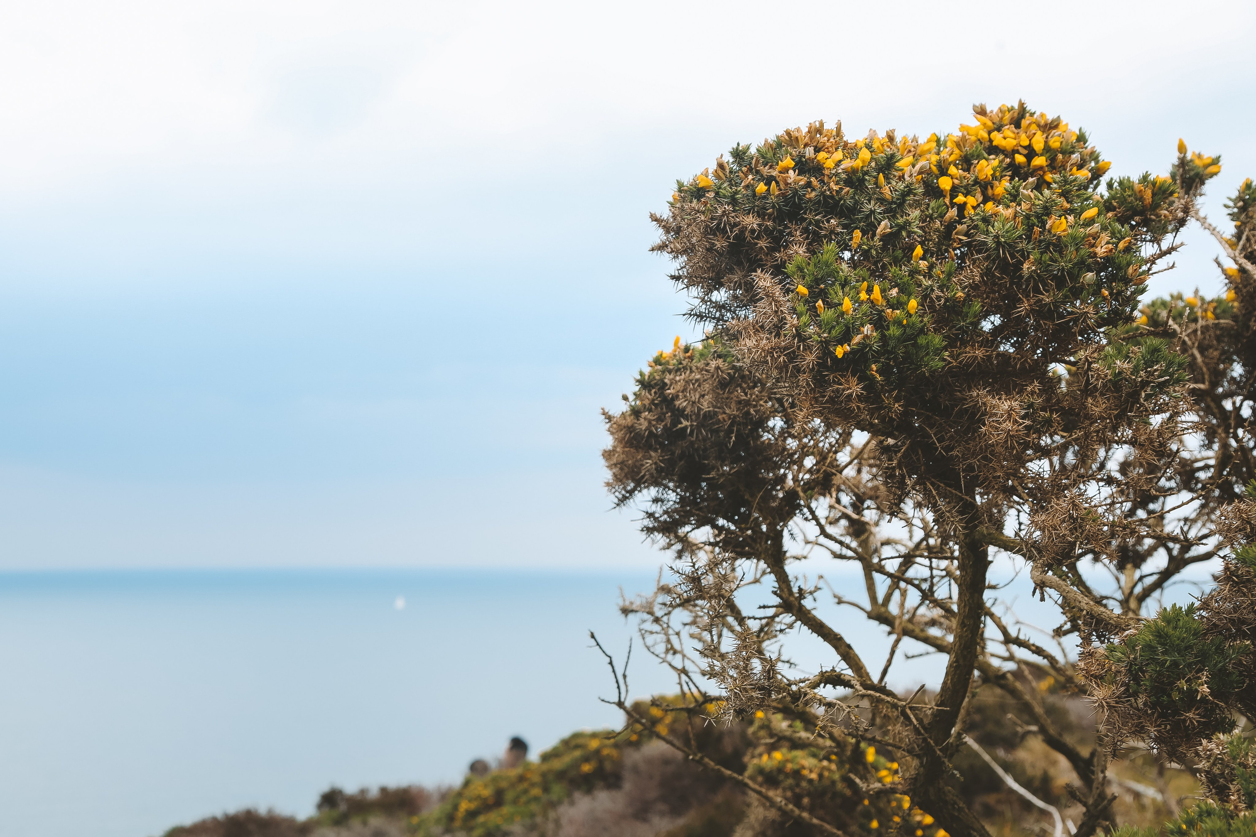 Ирландия: Хоут — тропинка на одного. Дарья Письменюк / Darya Leitstern — фотограф, музыкант, журналист, путешественник