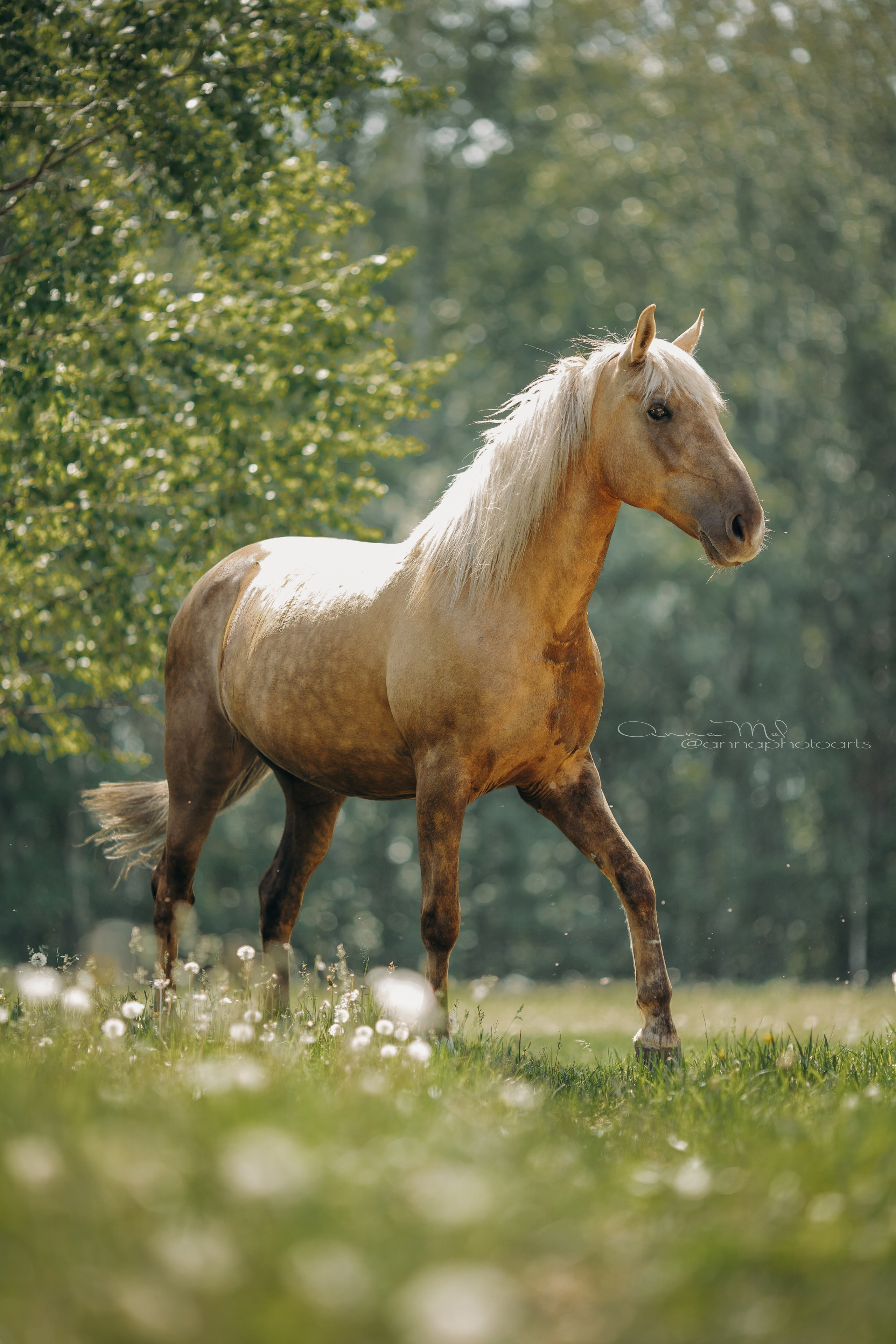 Съемка для лошадей. Анна Молчанова конный фотограф в Тюмени | фотосессии с лошадьми Тюмень