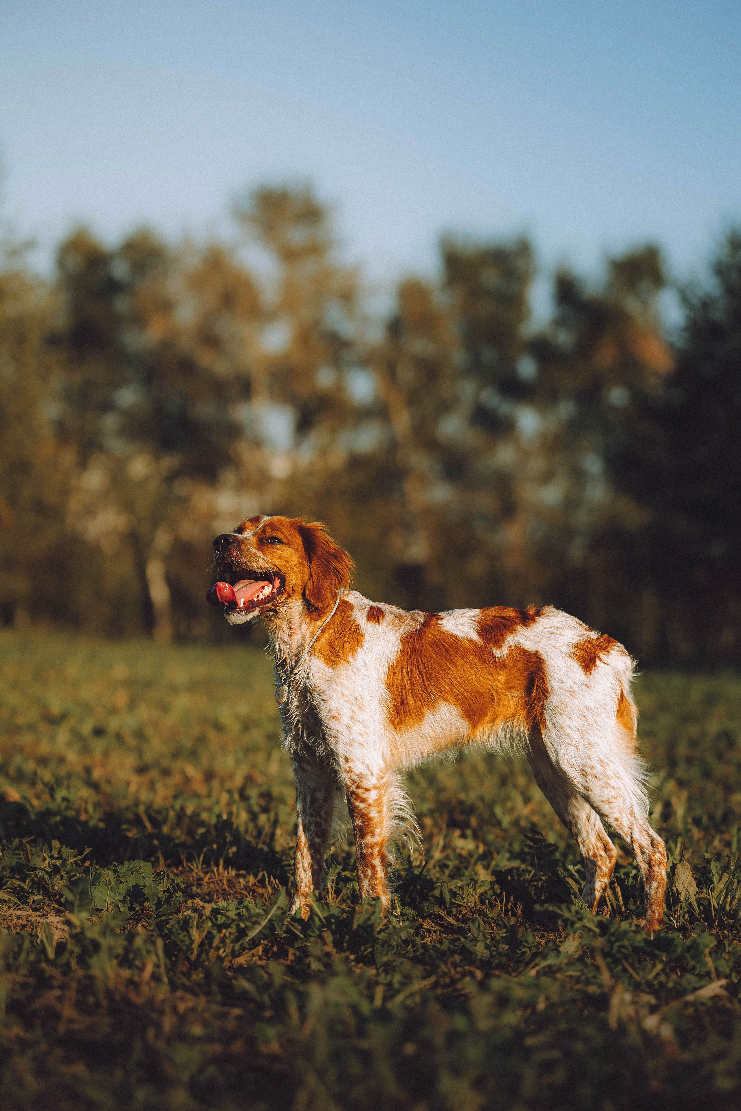 Камри и Пафи