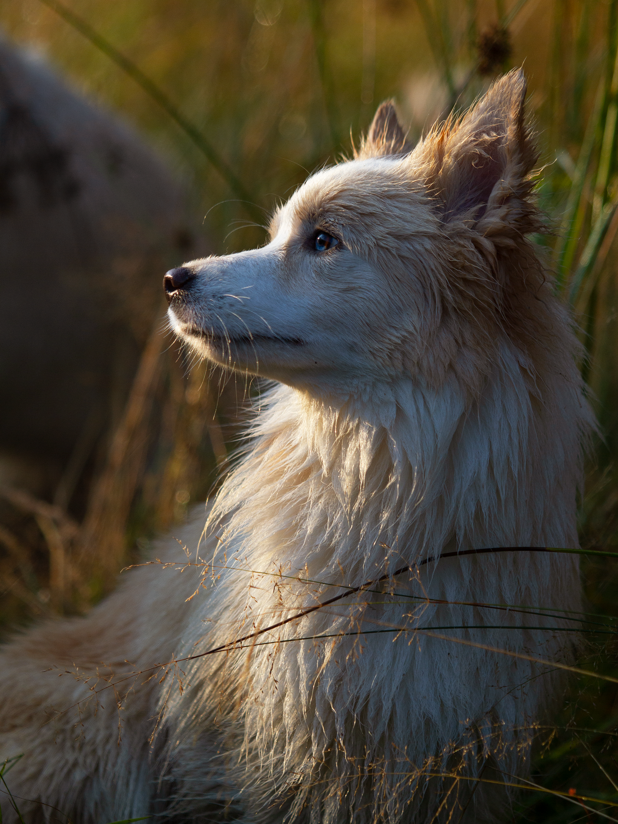 Собаки. Фотограф-анималист в Москве и МО Самойлова Марина