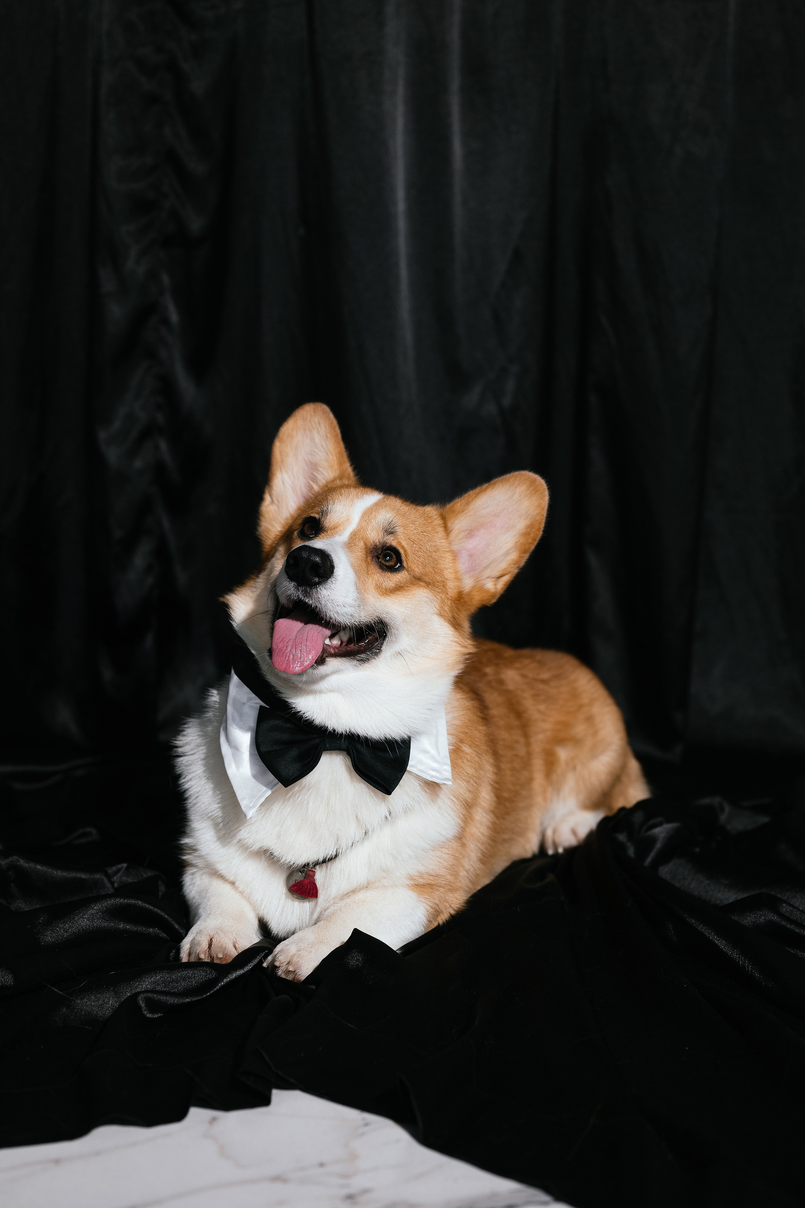 Таня и Пич. Свадебный, семейный фотограф в Рязани Лена Брант