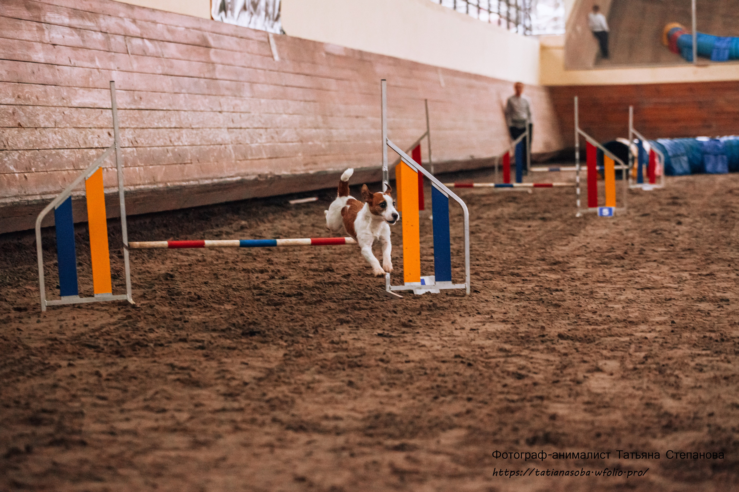 Соревнования по Аджилити 25.02.2024. Фотограф-анималист Татьяна Степанова