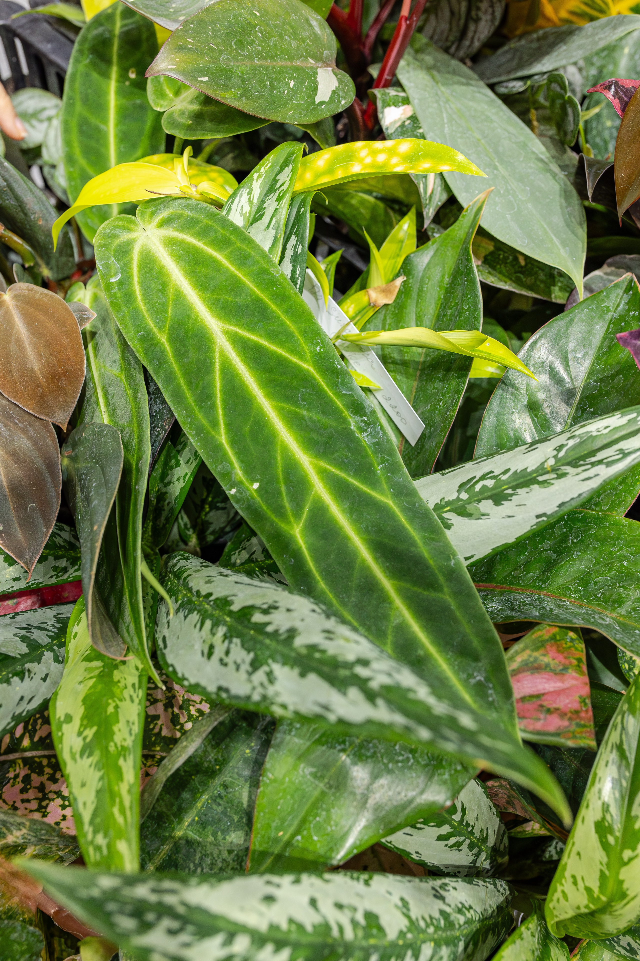 Монстериум апрель 2026. Александра Куликова фотограф, Москва