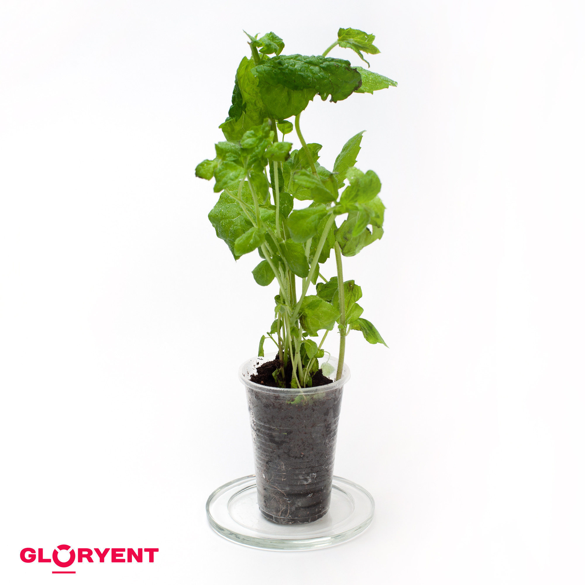 Пластиковые стаканчики. Рекламный фотограф в Санкт-Петербурге Петр Дорошенко