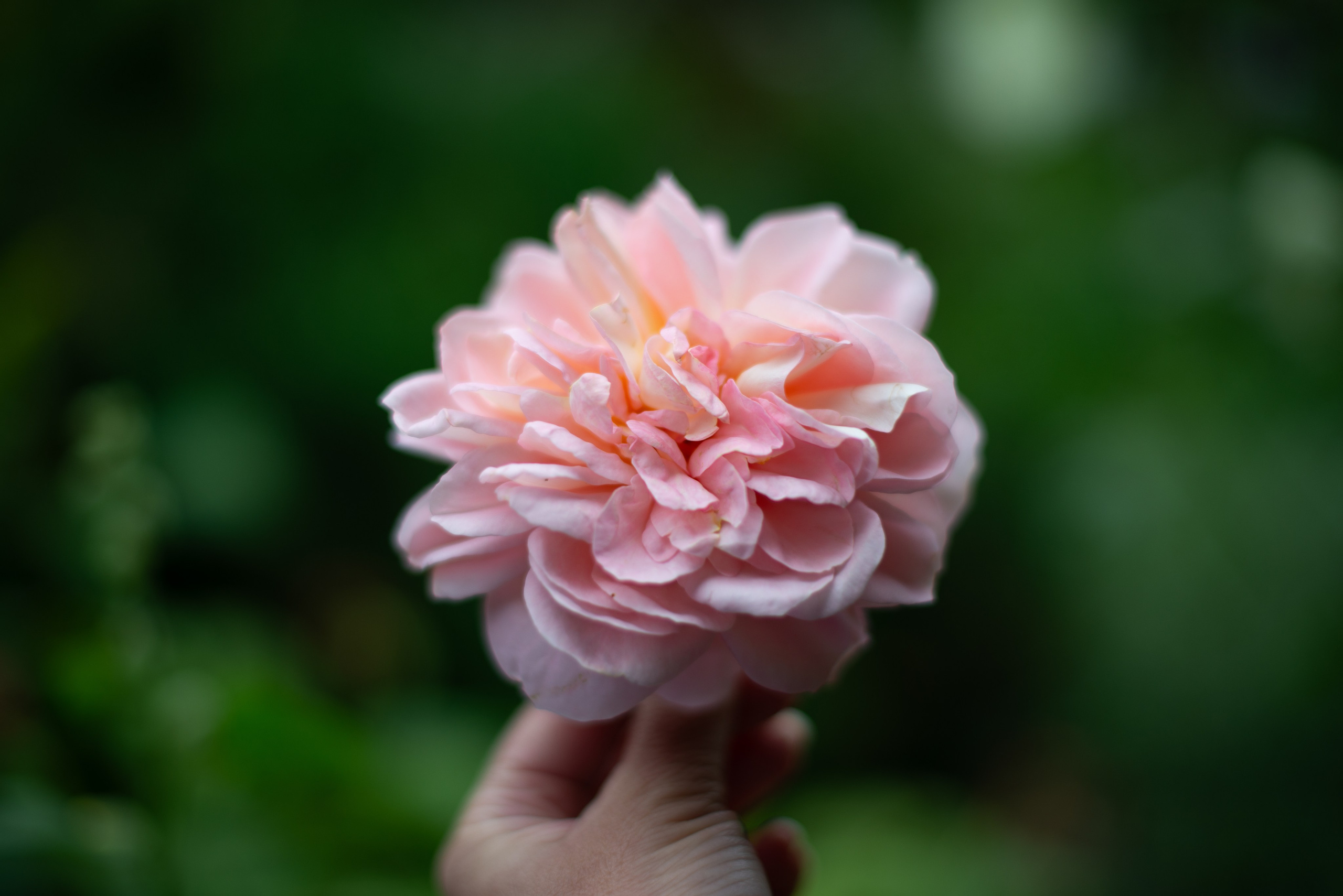 Цветы сада МГУ. Victoria Radjevna Репортажный Фотограф — Видеограф Москва • Санкт-Петербург