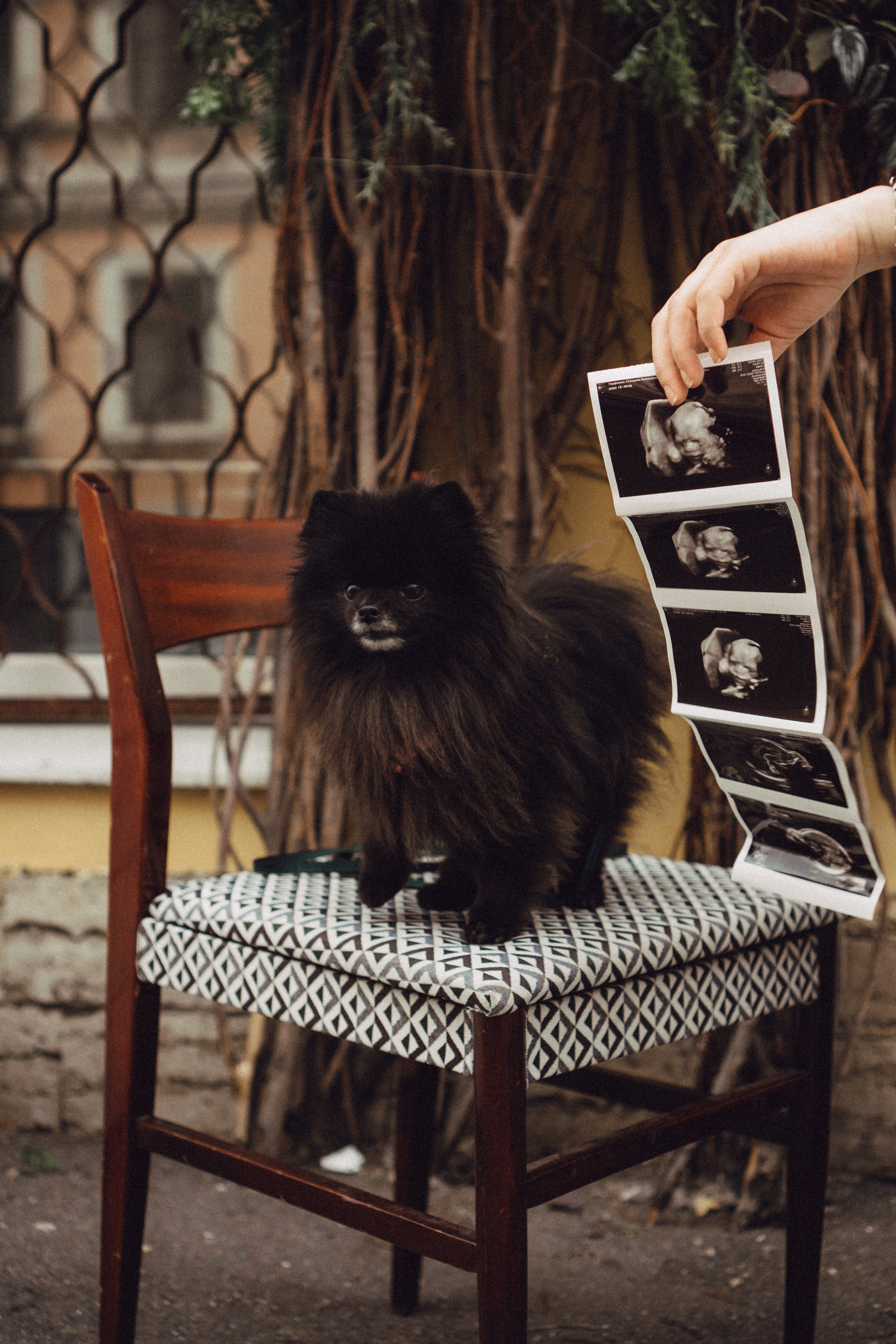 Беременность (только часть фото по желанию клиентов могу показать)). Профессиональный фотограф, Санкт-Петербург — Виктория Богомолова