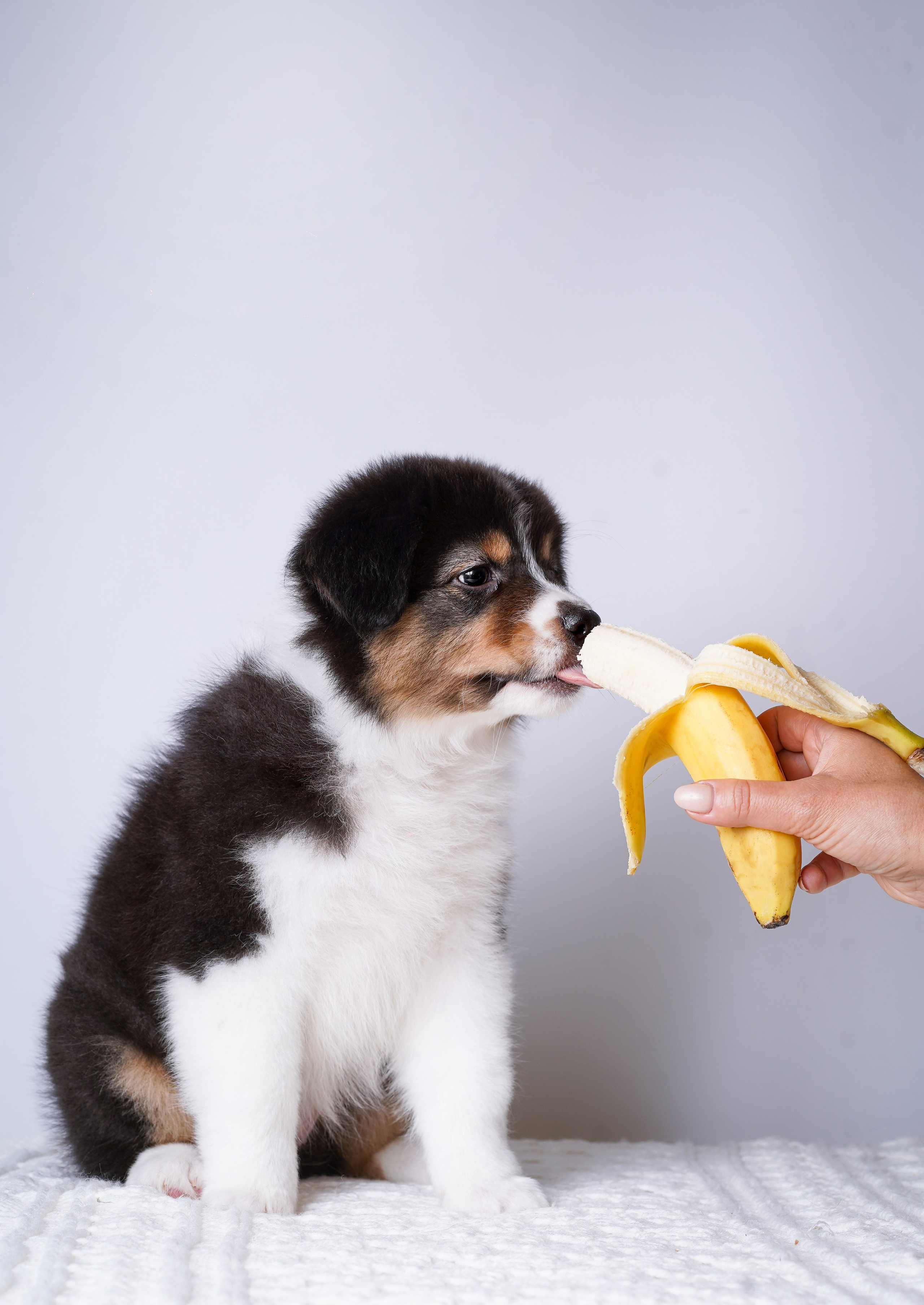 Щенки аусси. Фотограф-анималист в Санкт-Петербурге Яна Мартынова