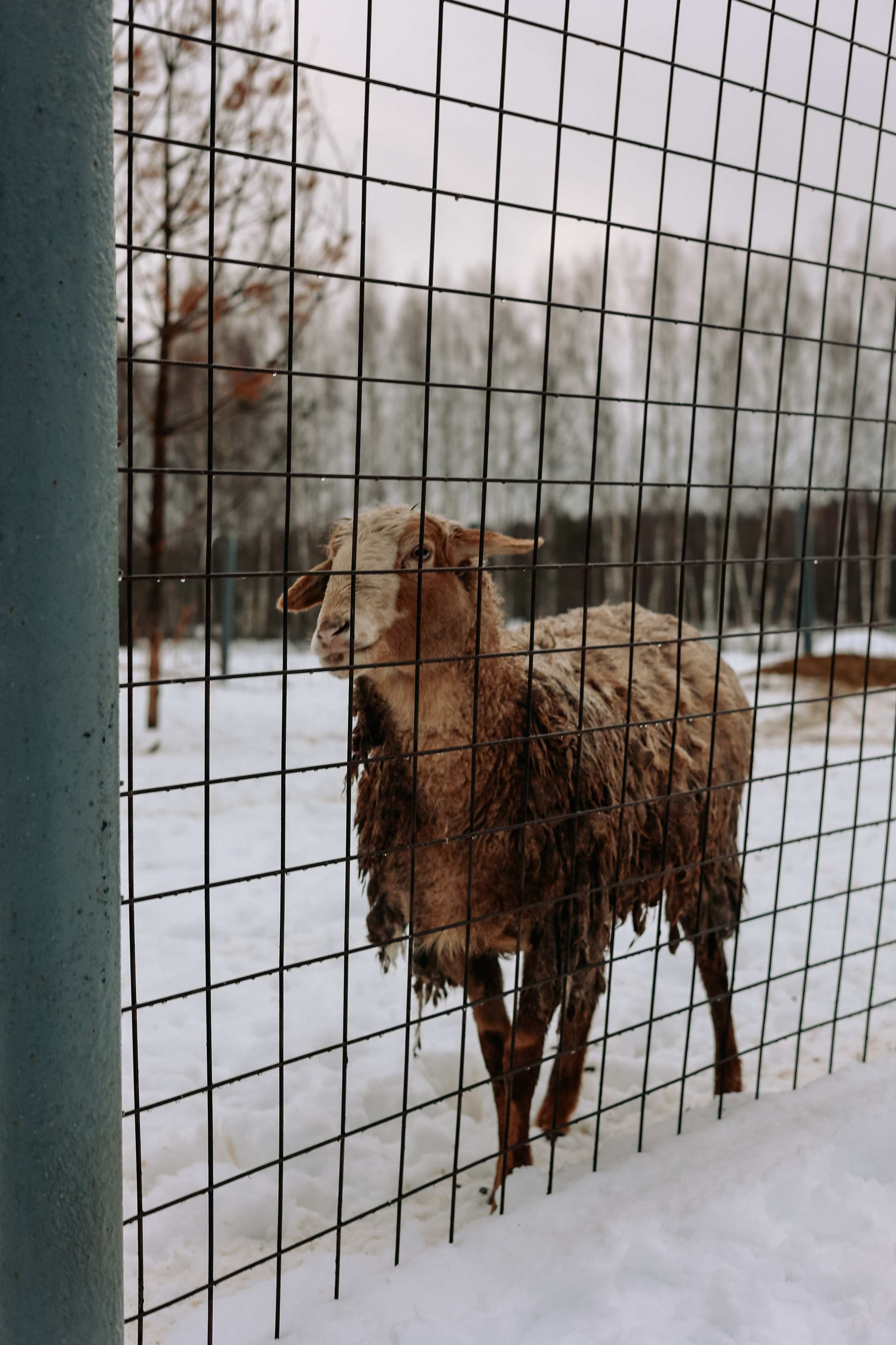 Экскурсия «Мир оленей». Фотограф Диана Воробьева Нижний Новгород