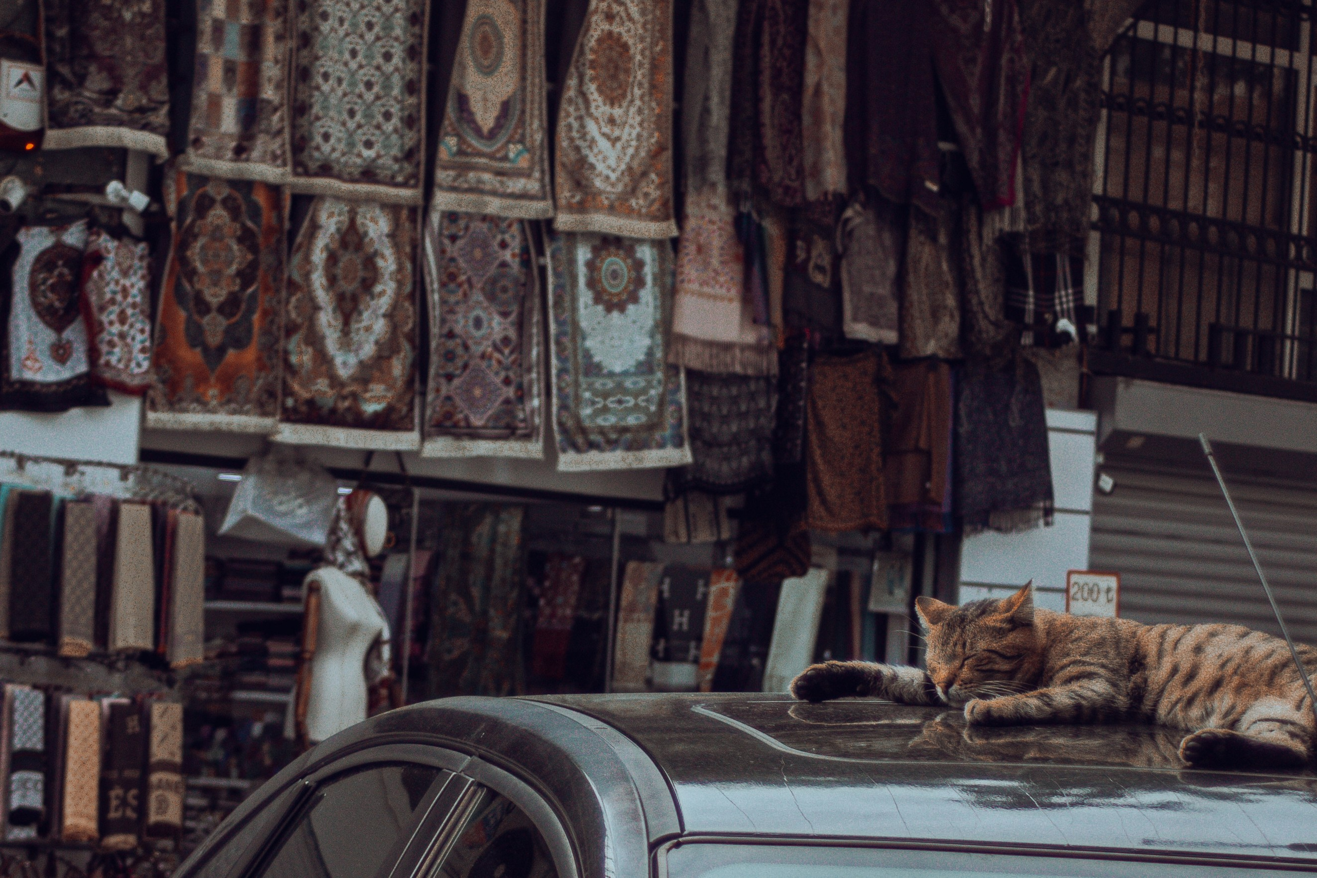 Животные. Фотограф Москва, портрет, стрит, репортаж. Художественная фотосессия