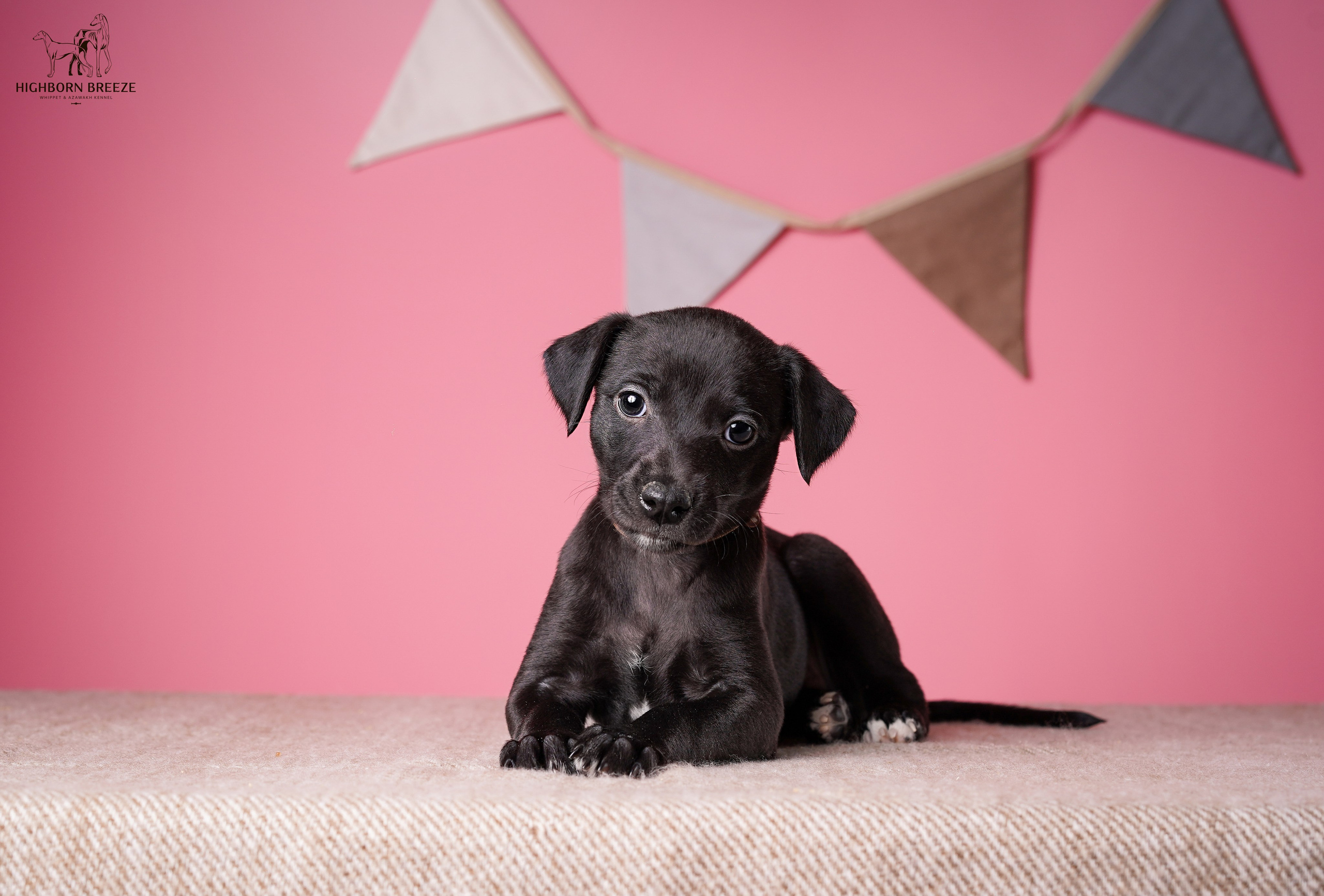 Щенки уиппета. Фотограф-анималист в Санкт-Петербурге Яна Мартынова