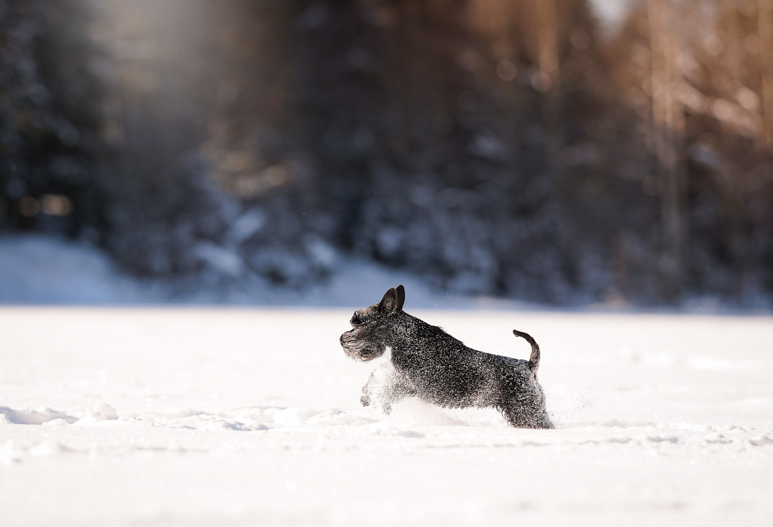 Настя Энзо и Мия. Фотограф-анималист в Санкт-Петербурге Яна Мартынова