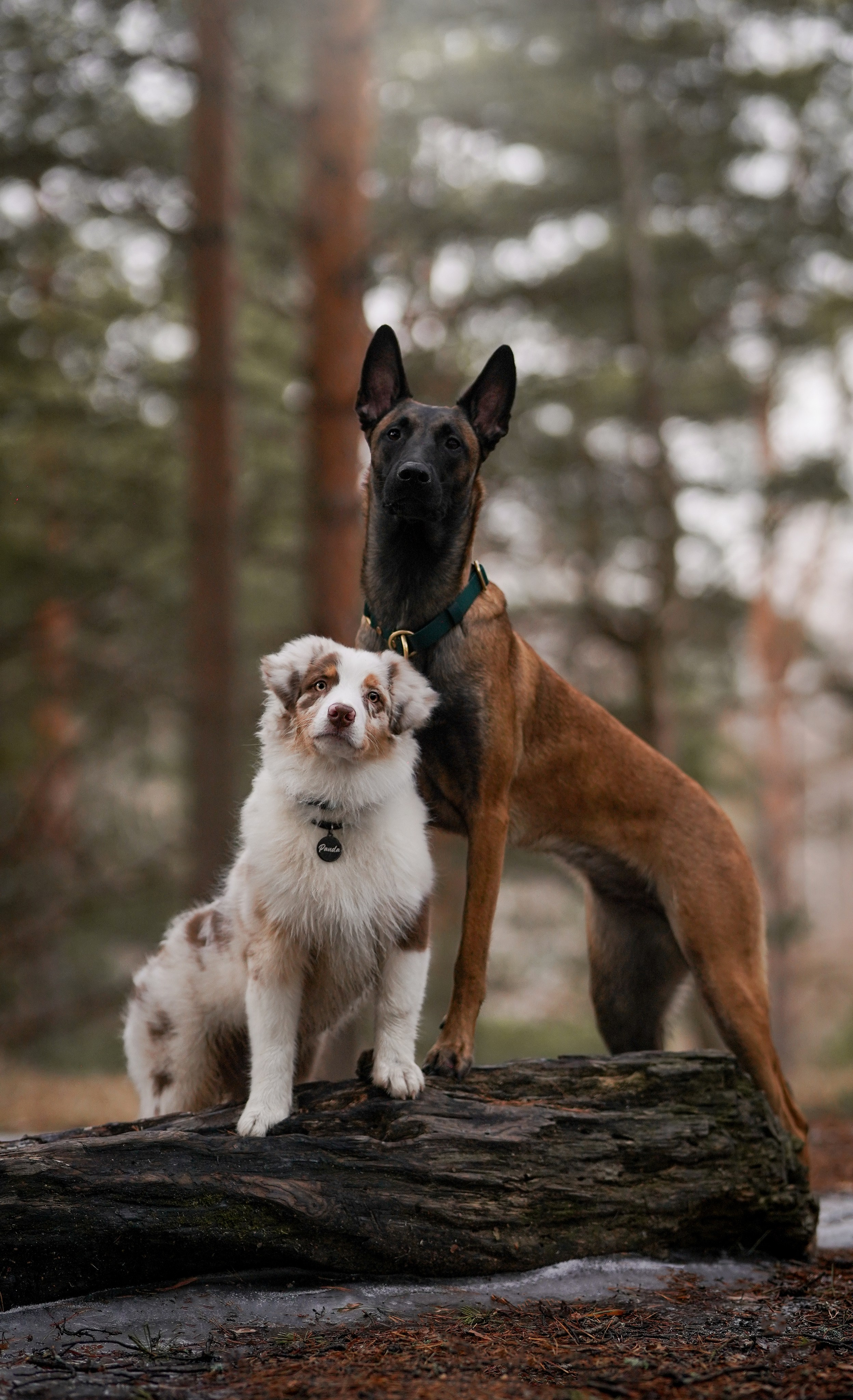 Панда и Эста. Фотограф-анималист в Санкт-Петербурге Яна Мартынова