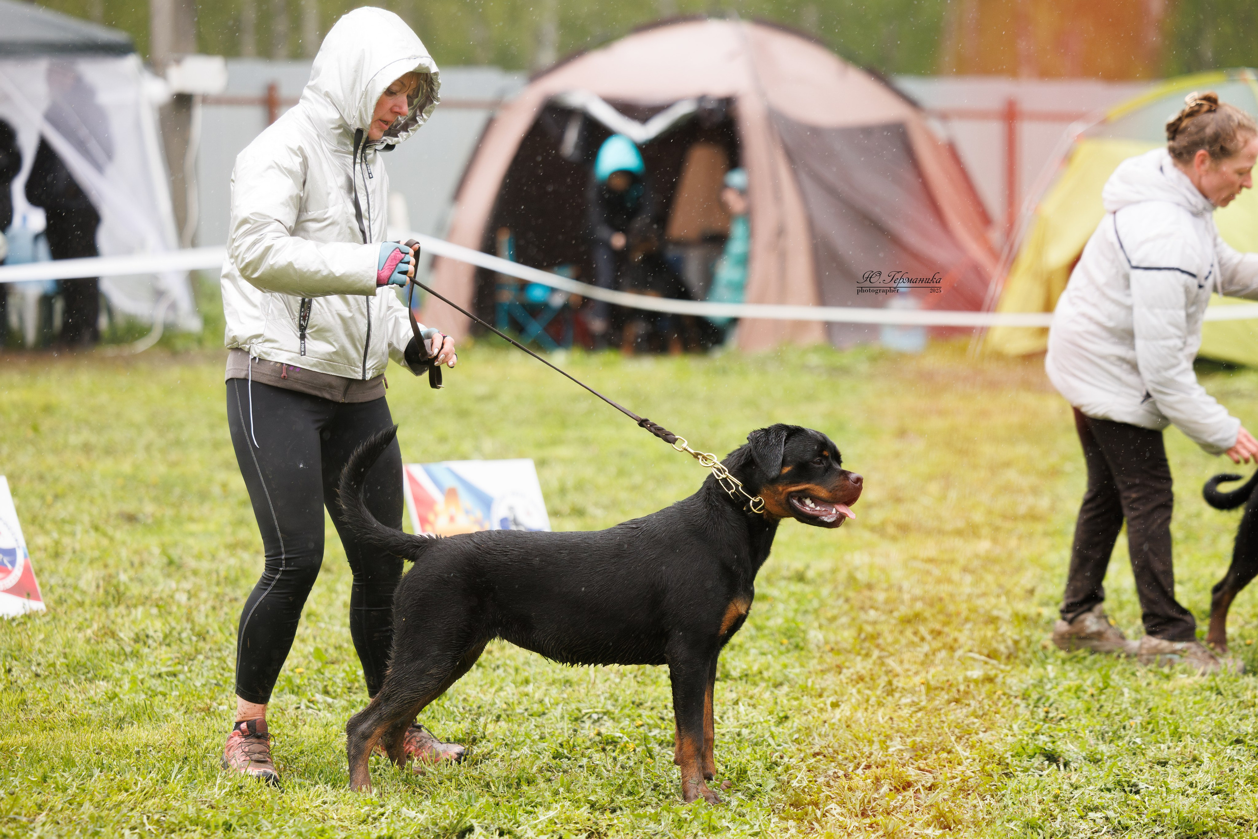 Нижний Новгород 2хмоно ротвейлеров 10-11.05.2025. Фотограф-анималист Юлия Германика