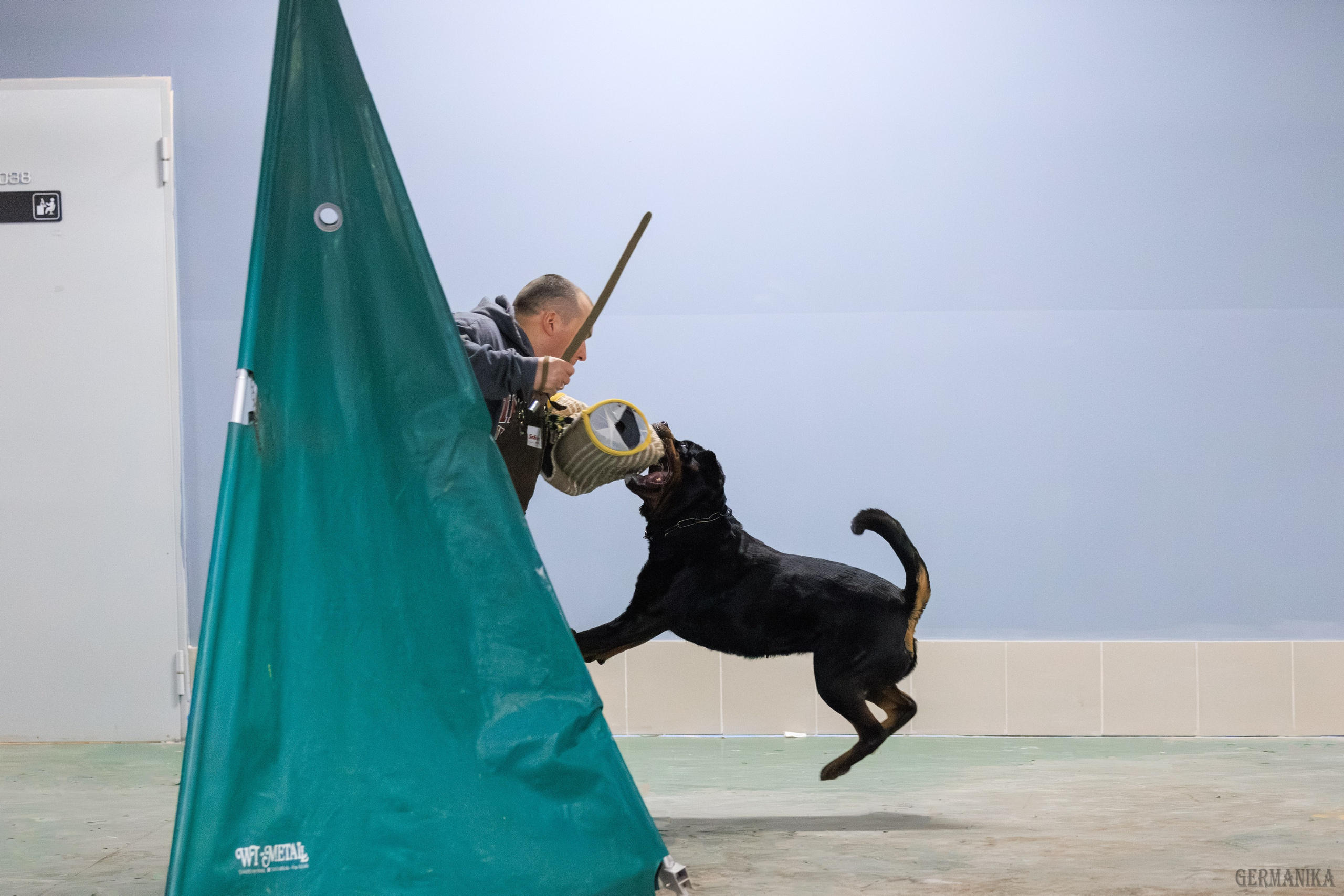 Сфера 08 и 10.03.2024 2хмоно ротвейлеров+2хмоно сао. Фотограф-анималист Юлия Германика