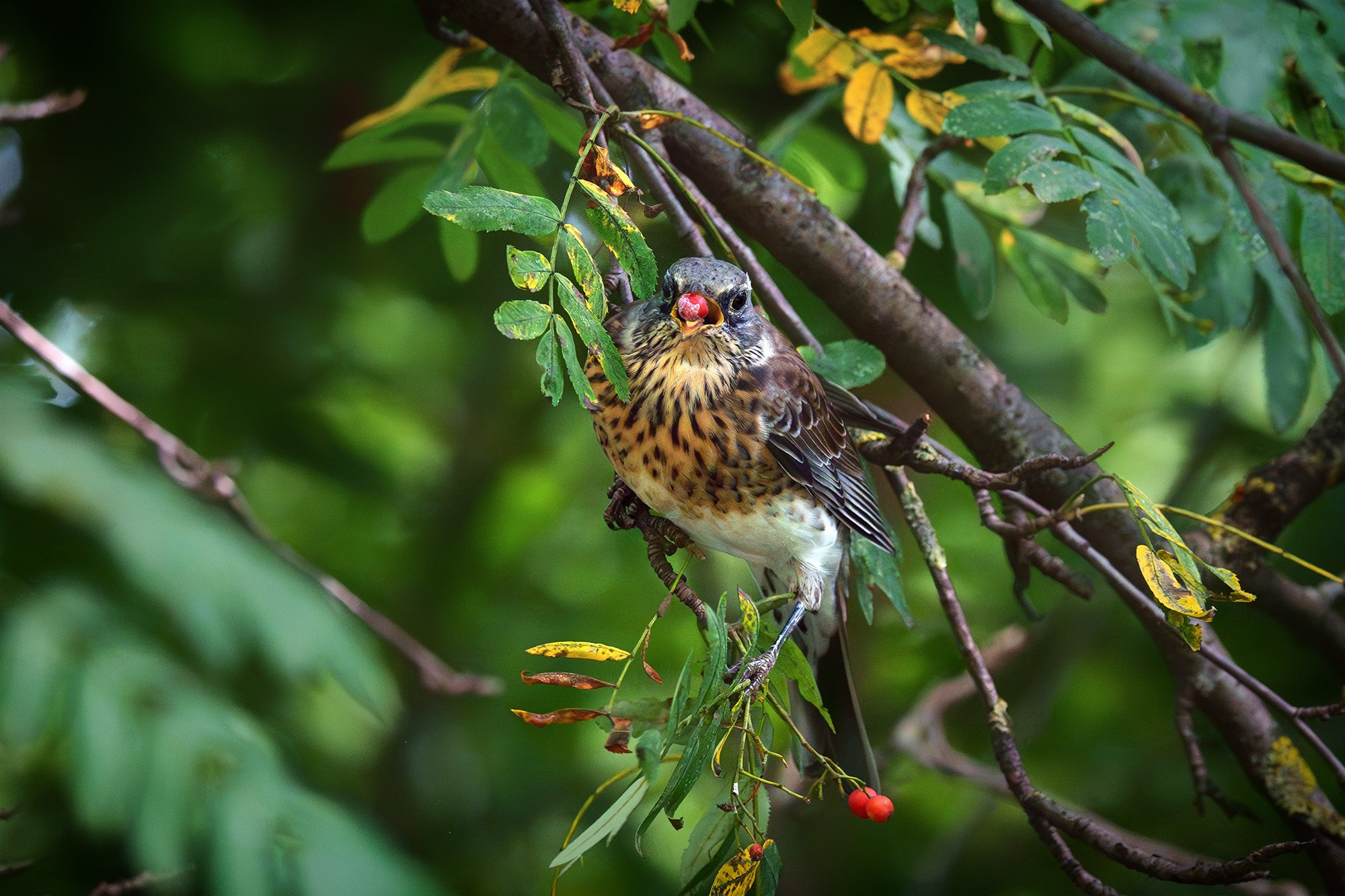 Удивительные мир птиц. Вокруг нас столько прекрасного — присмотритесь!. Ваш личный фотограф Марина Волкова