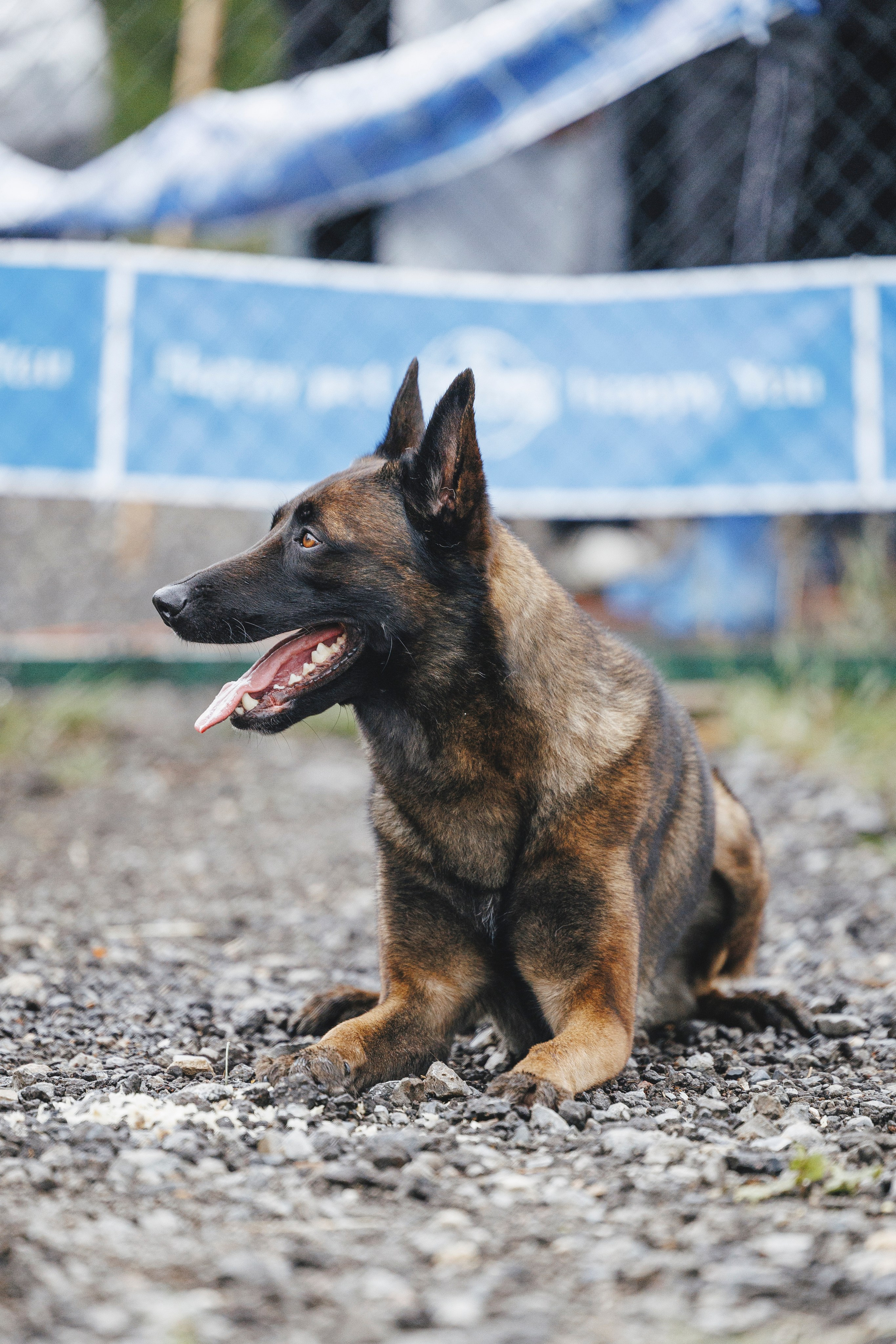 08.08.25-10.08.25 ЧР по мондьорингу г. Вологда. Фотограф-анималист Анна Маринич