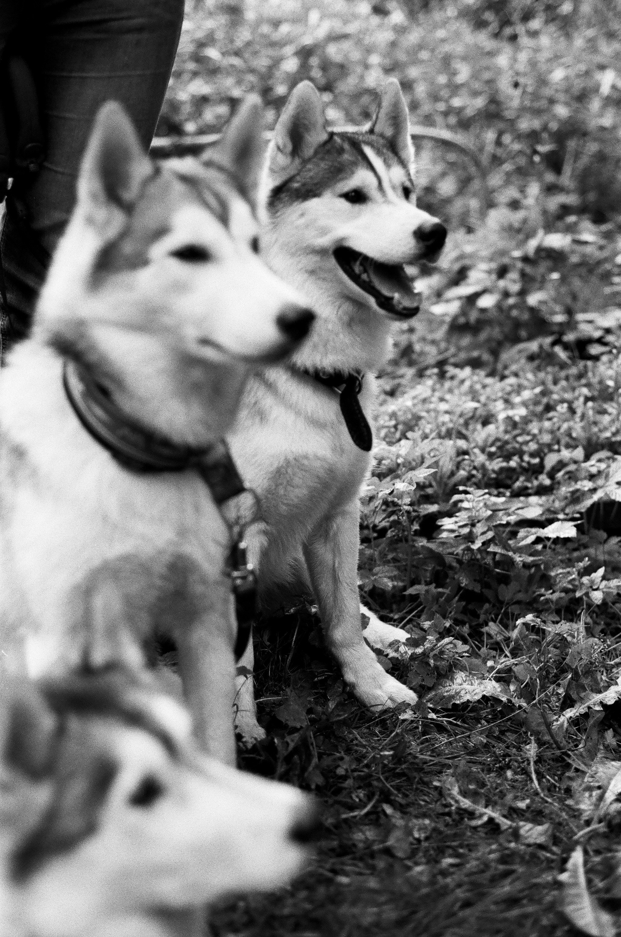 Film. Ruslan UI Dev Page