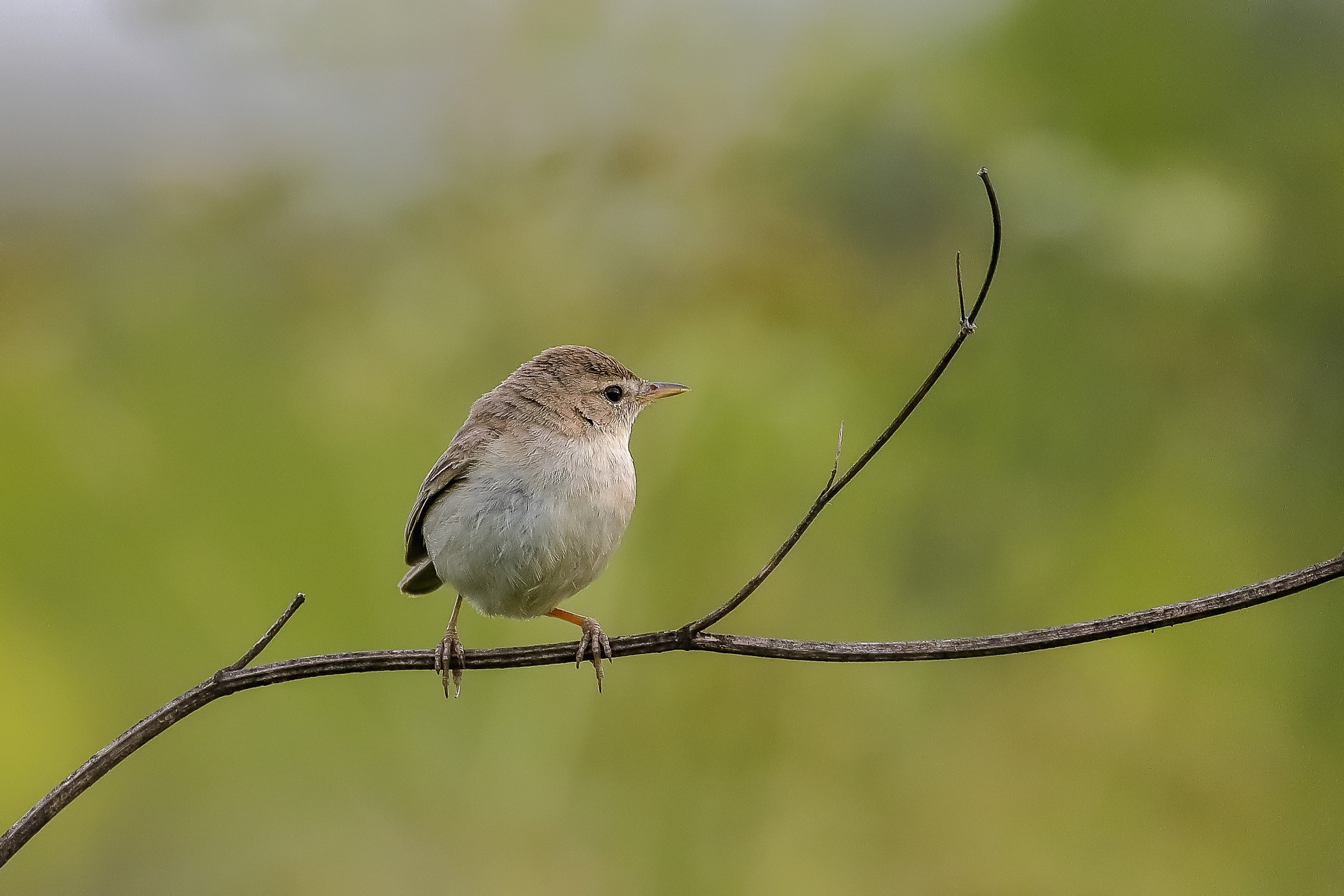 Певчий сверчок птица из семейства сверчковых