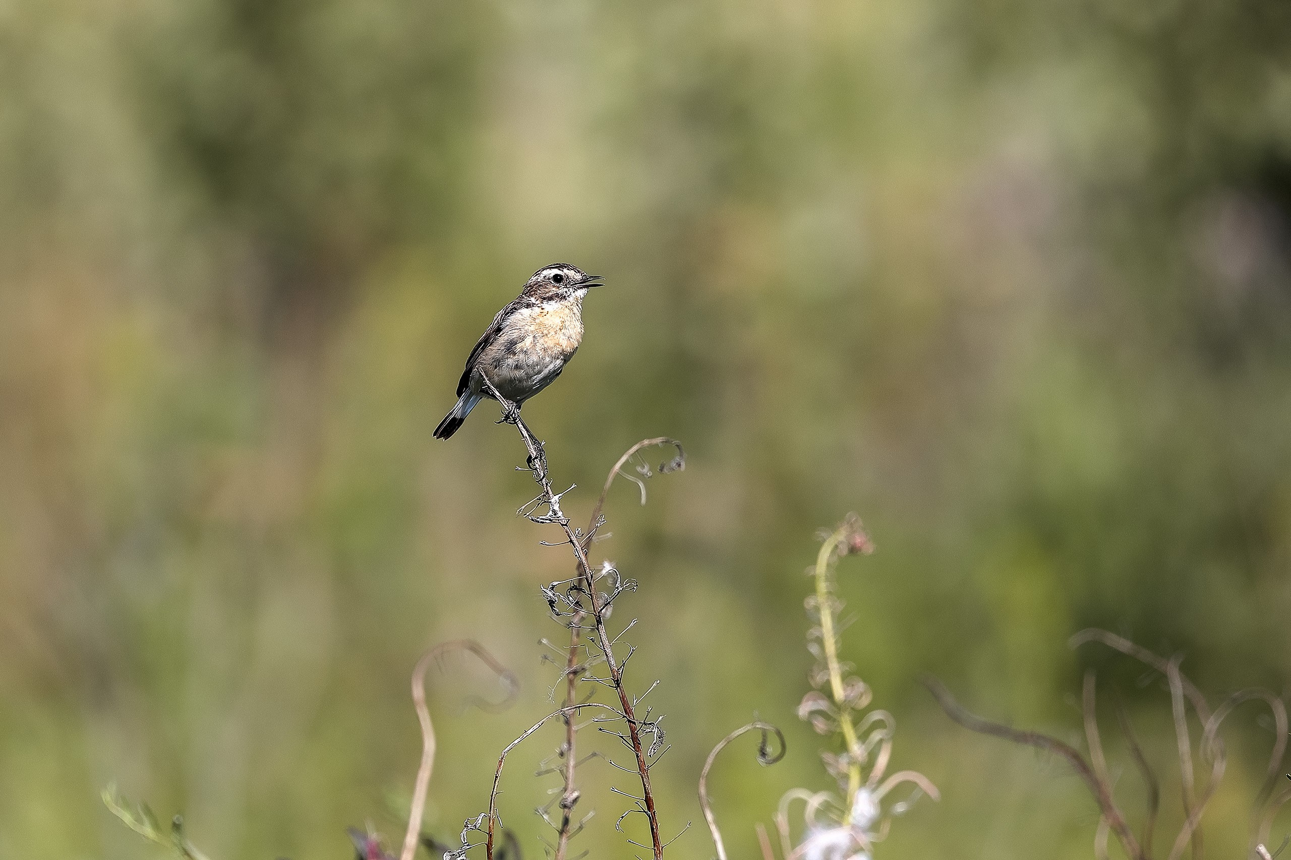 Чекан полевой птица