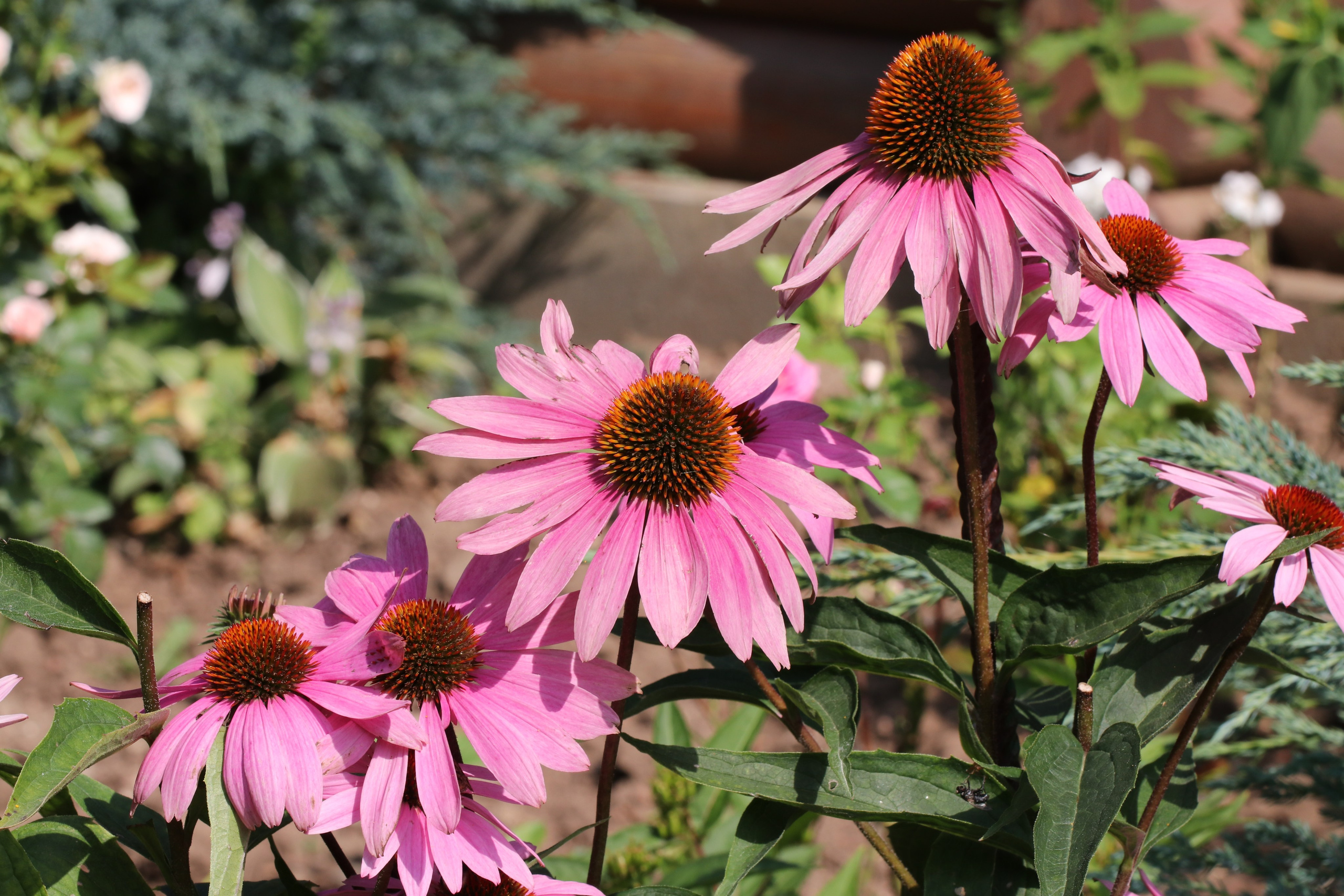 Эхинацея из Кисловодска. Фото-художник и Репортажный фотограф Николаев Александр Алексеевич