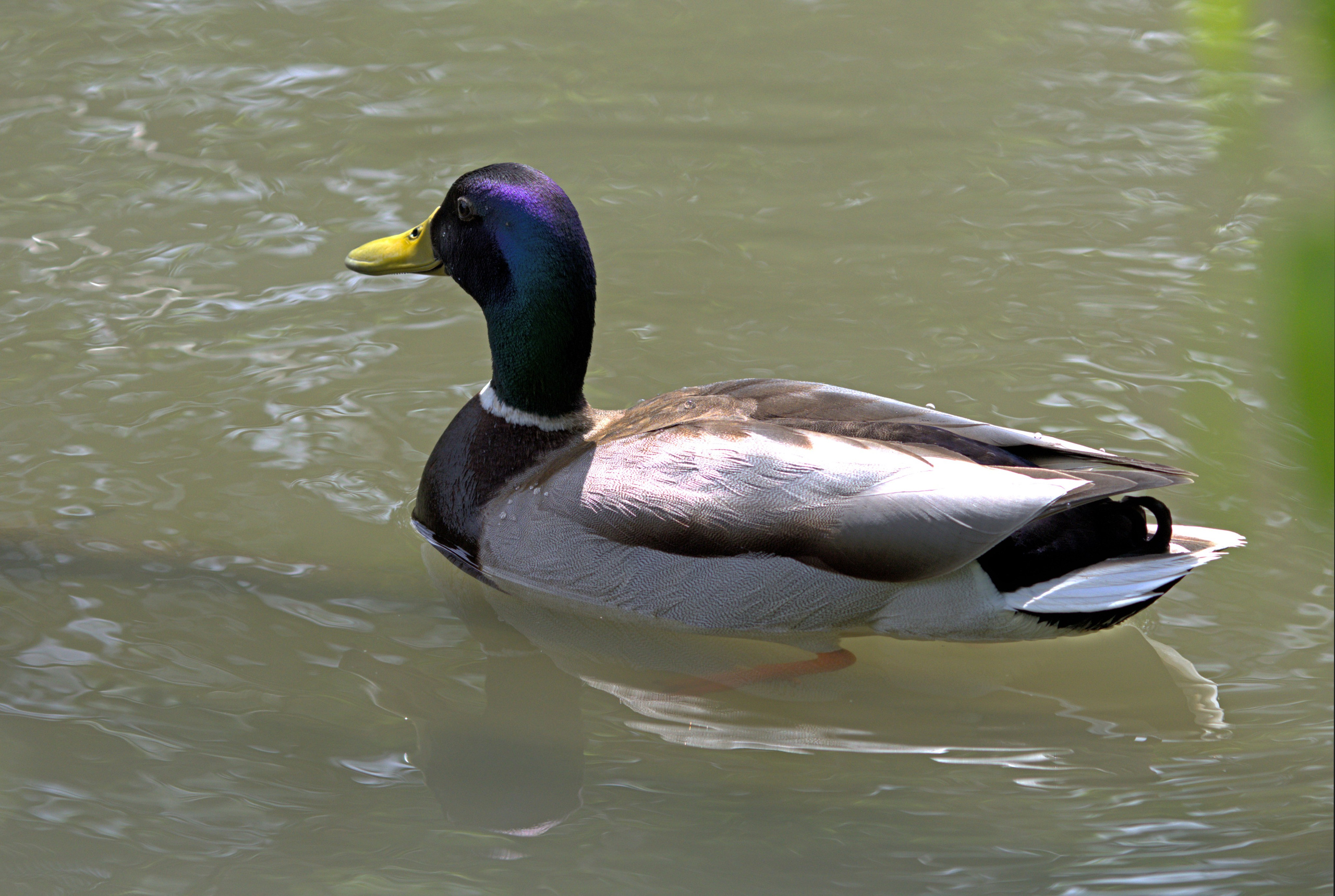 Птицы и животные южного региона. Фото-художник и Репортажный фотограф Николаев Александр Алексеевич