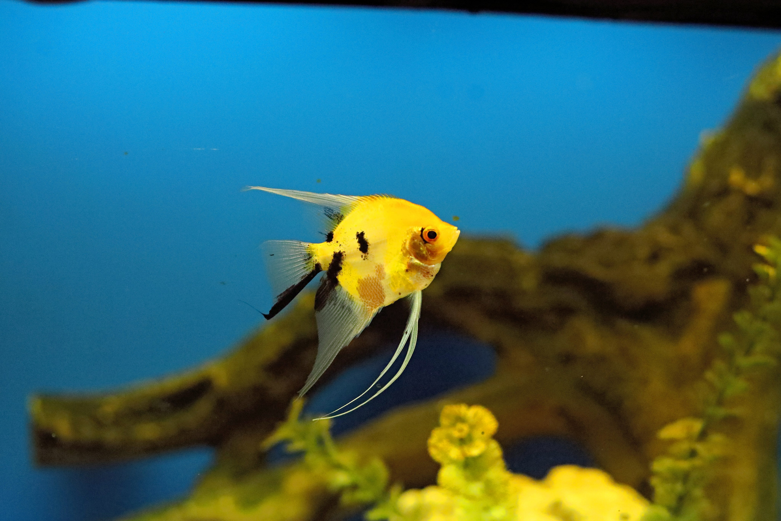 Ростовский зоопарк. Фото-художник и Репортажный фотограф Николаев Александр Алексеевич