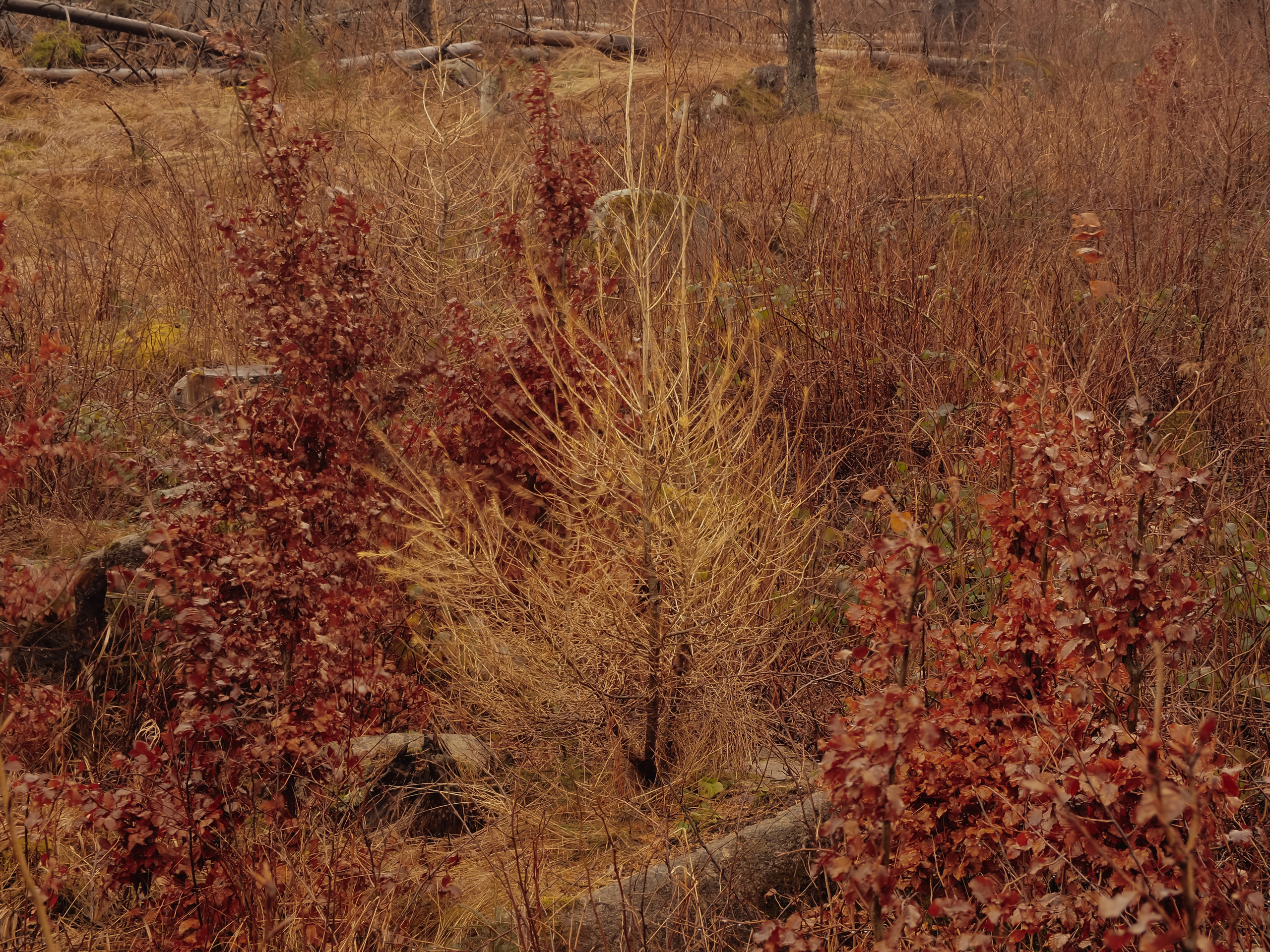 Харц. Германия. Репортажный фотограф в Берлине Александра Герман