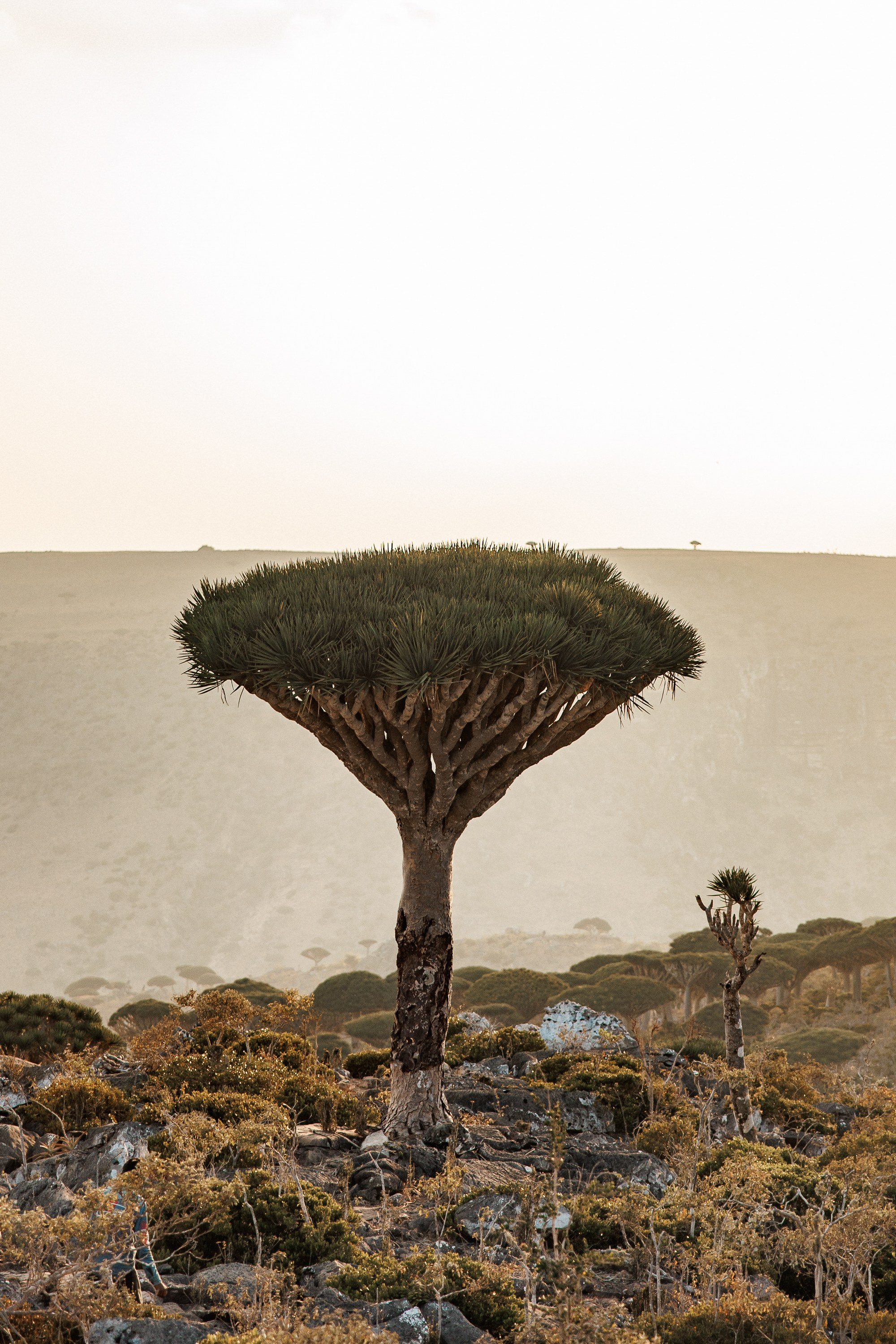 Socotra