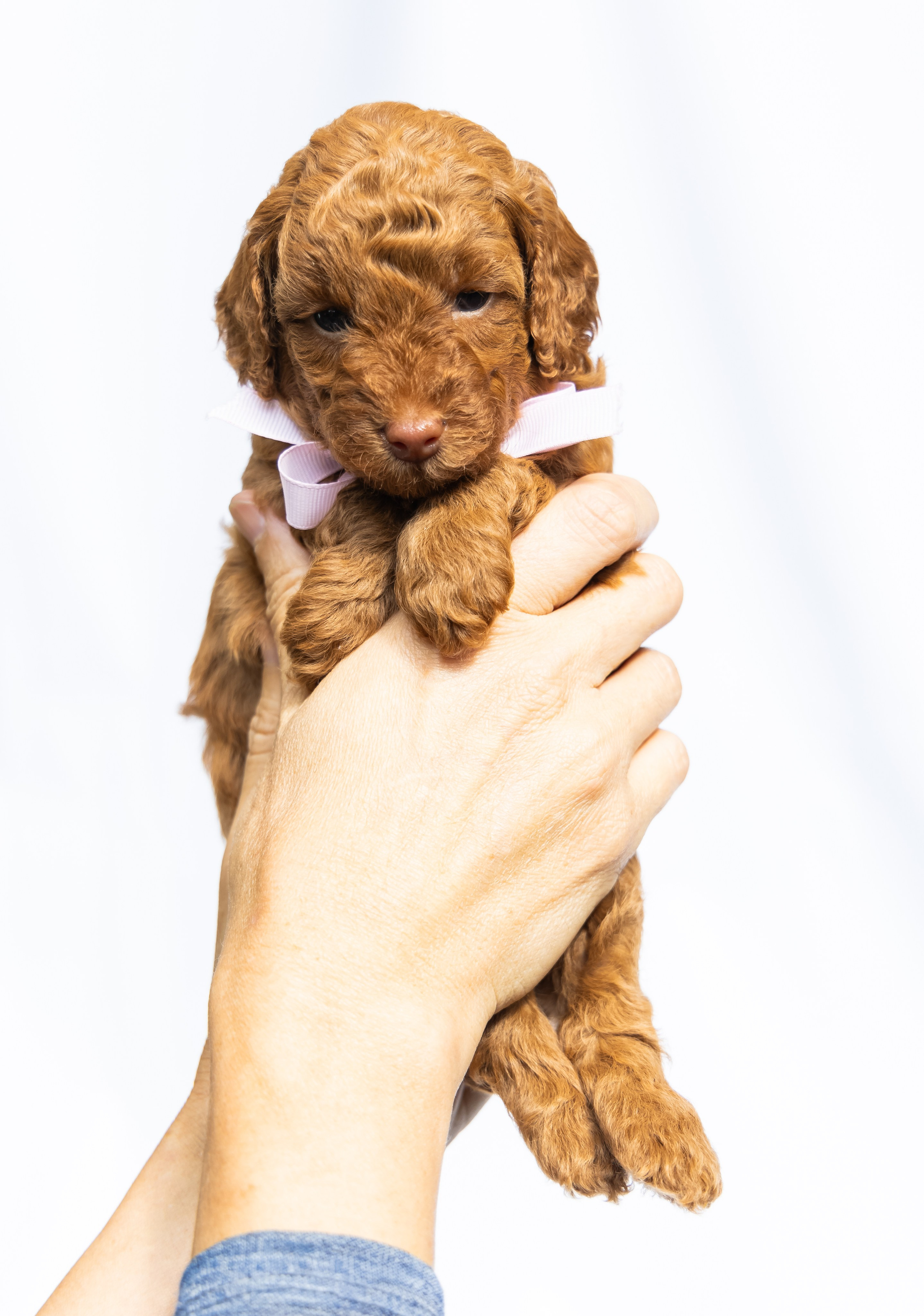 С животными. Фотограф-ретушёр