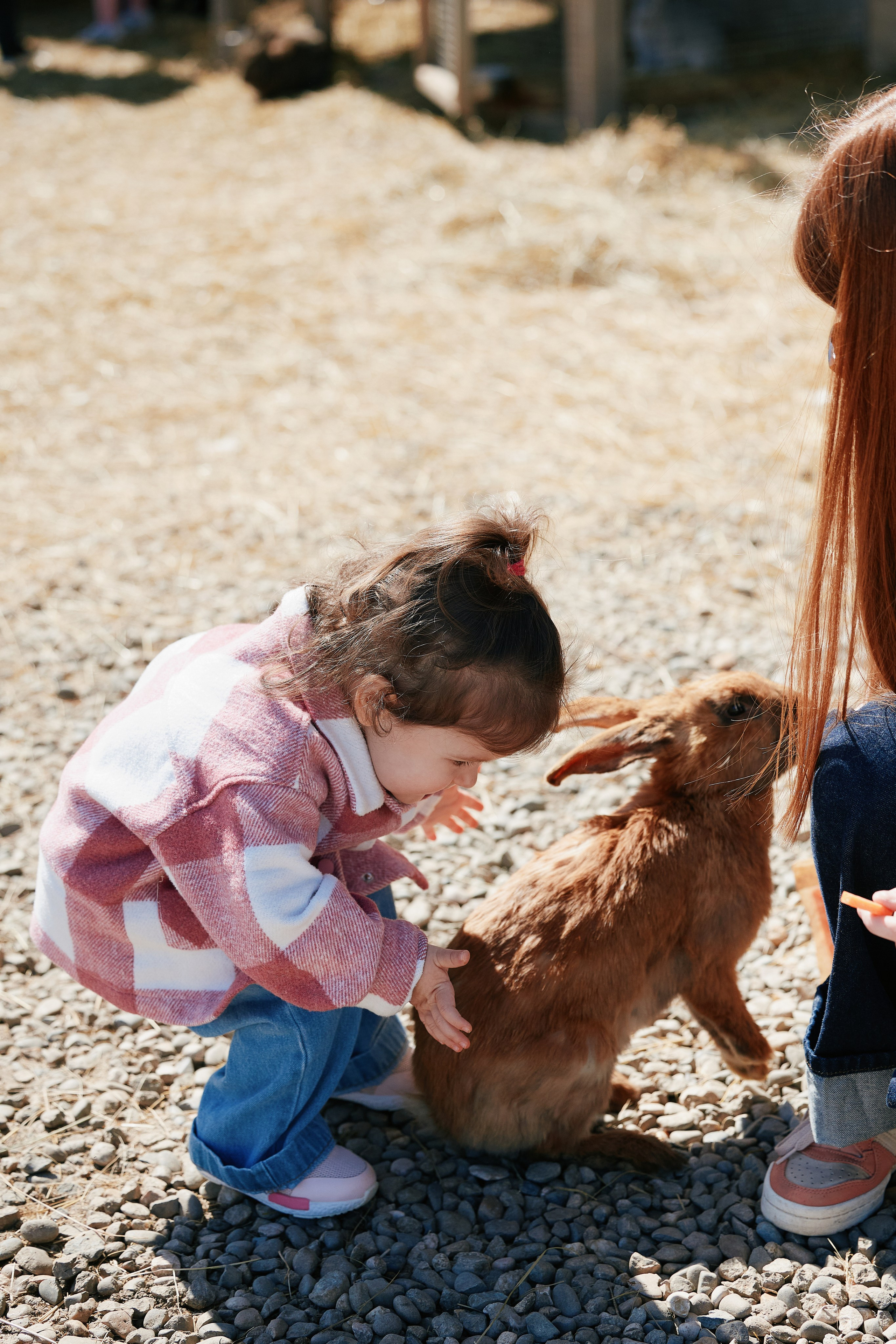 PRIVATE Weekend на Ферме Альпак 19.04. Свадебный репортажный фотограф краснодар максим дремов дрёмов фотосессия студия цена